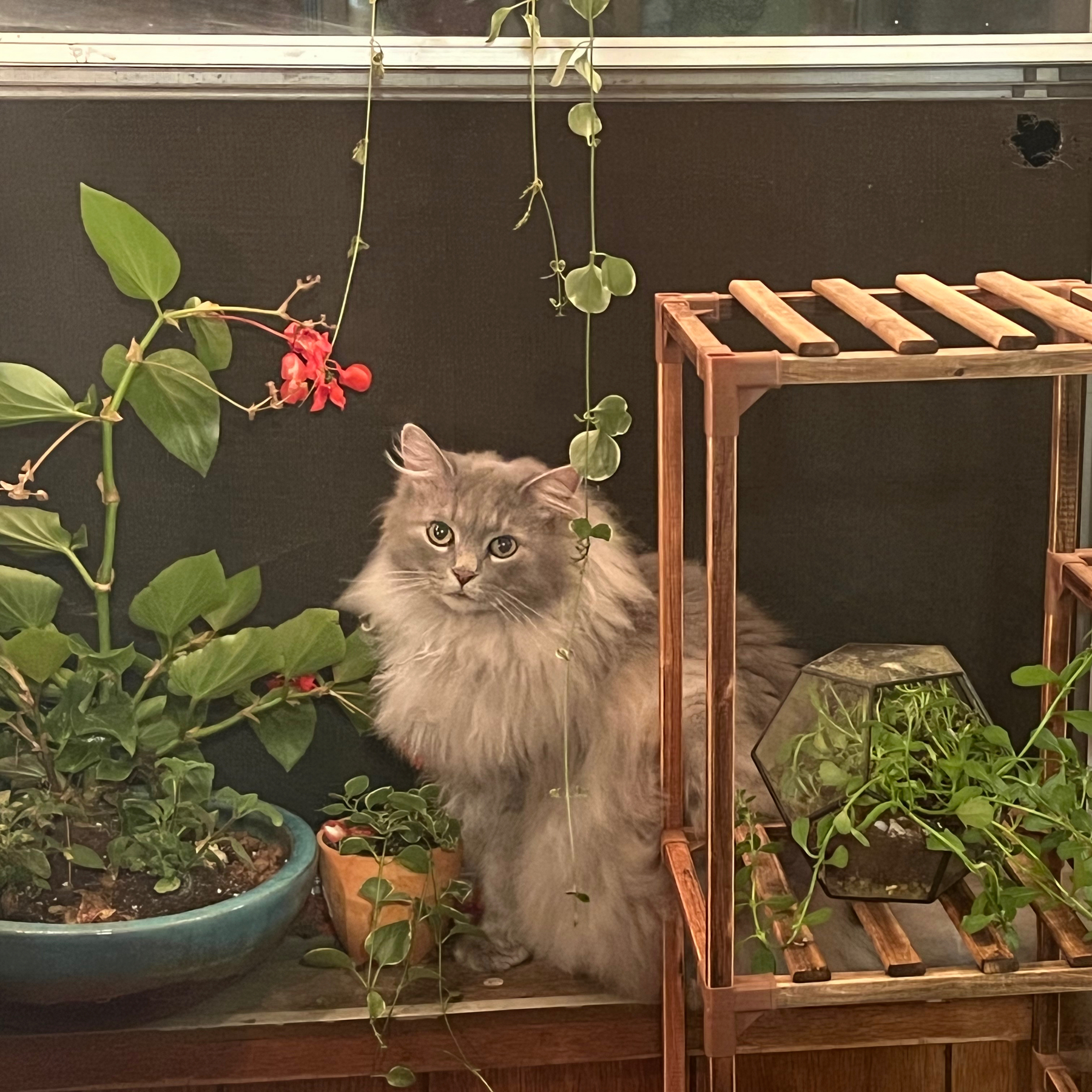 A grey cat sitting amongst houseplants.