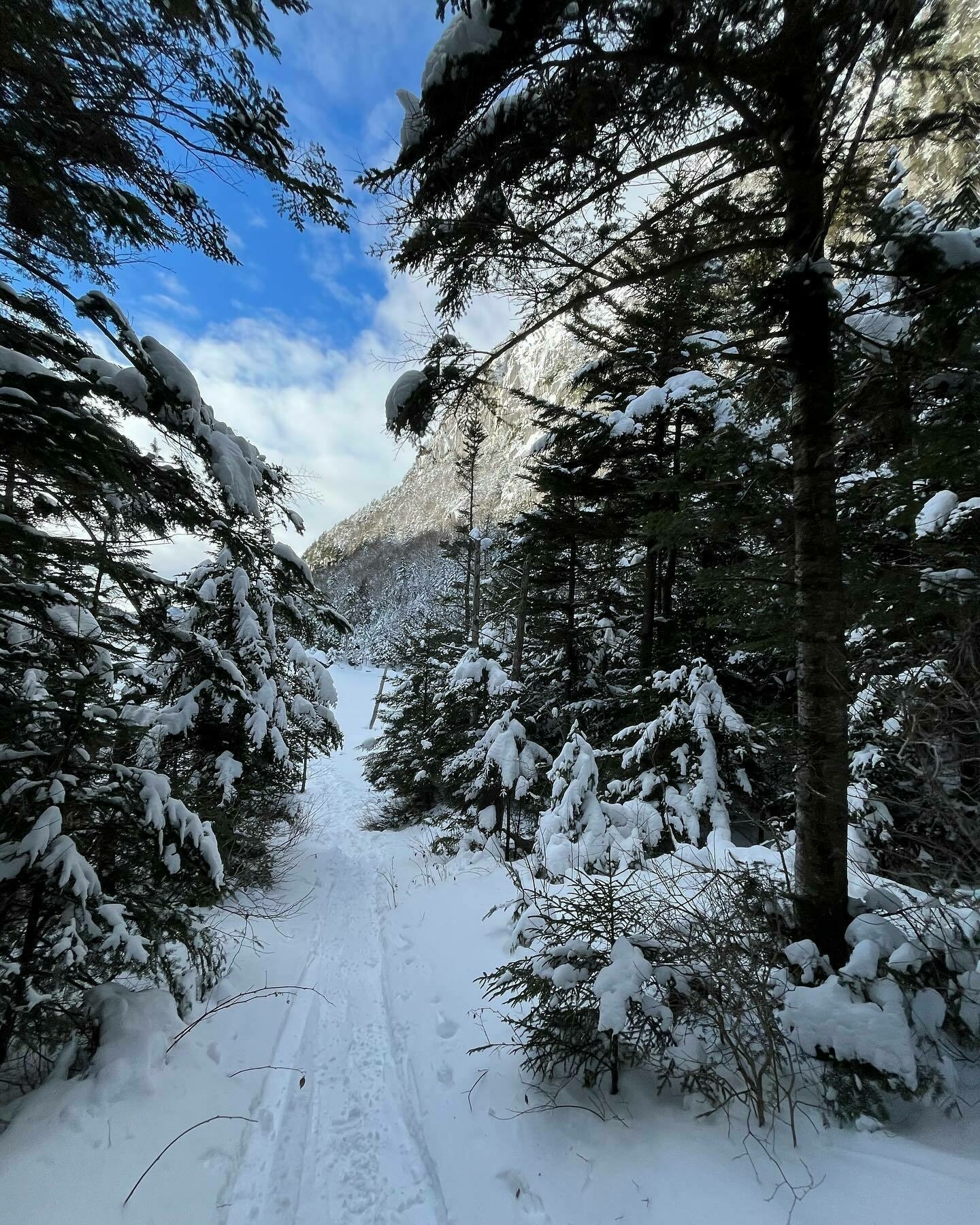 A snowy trail leads through a dense coniferous forest towards a mountain; the trees are heavily laden with snow under a bright blue sky.