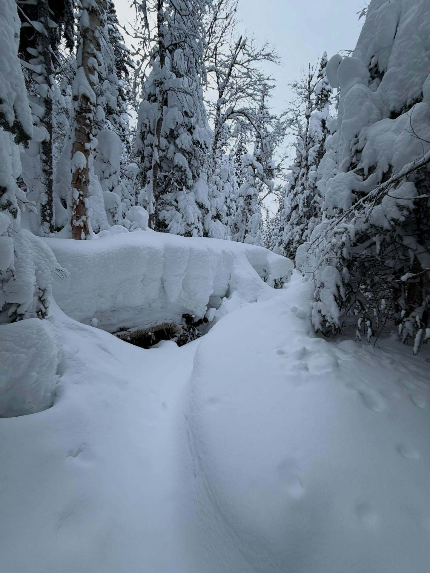 Snow covers a narrow forest path lined with tall trees heavily laden with snow creating a serene winter scene in a densely wooded area.
