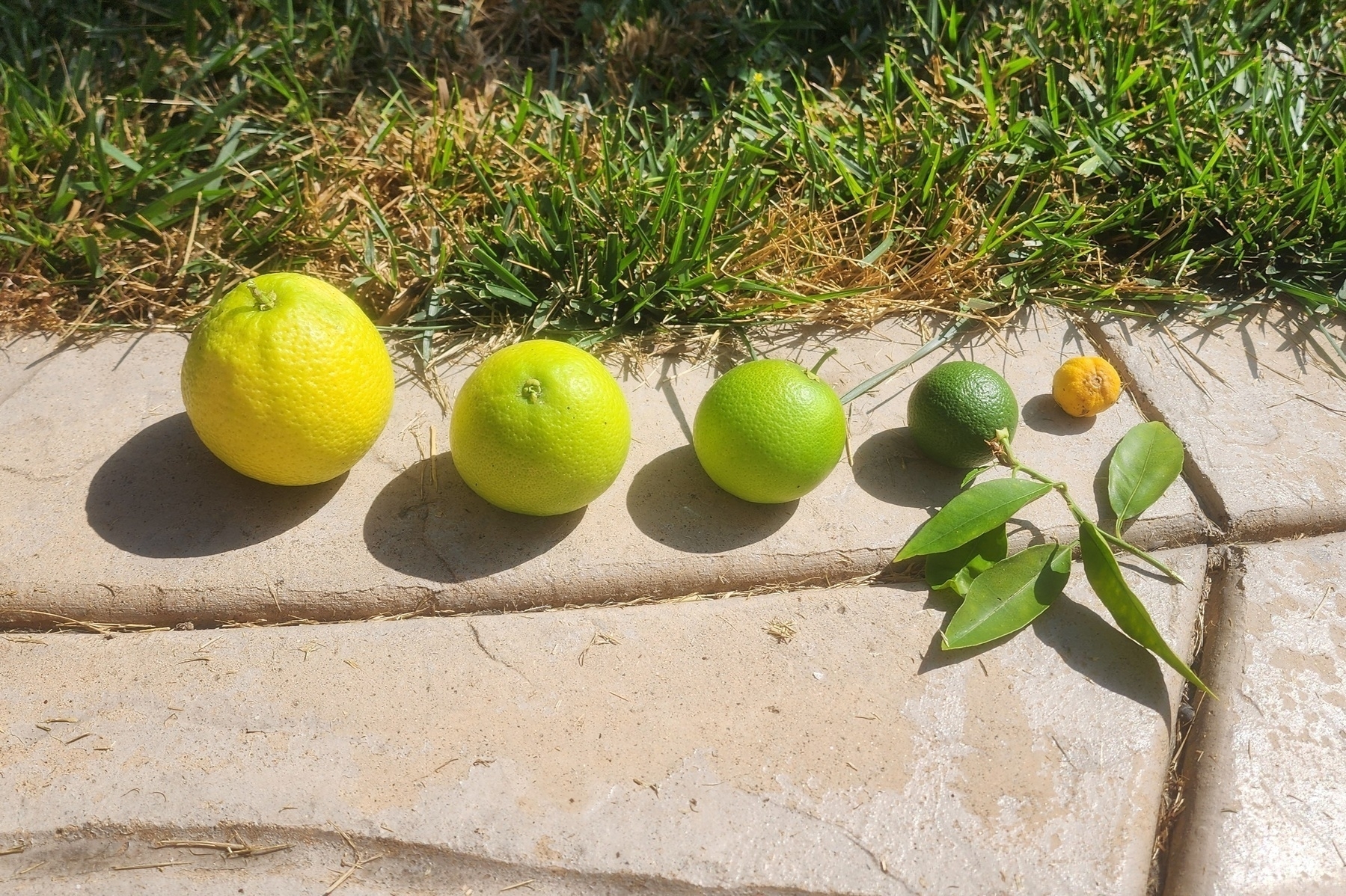 Five limes, arranged from most to least ripe (left to right)