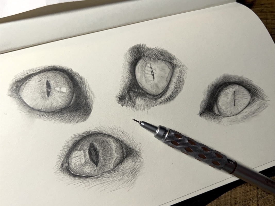 Fours cat eyes drawn in pencil