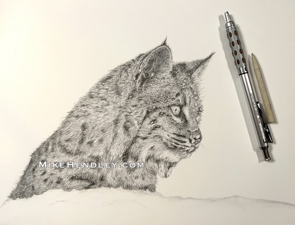 Bobcat drawn in graphite
