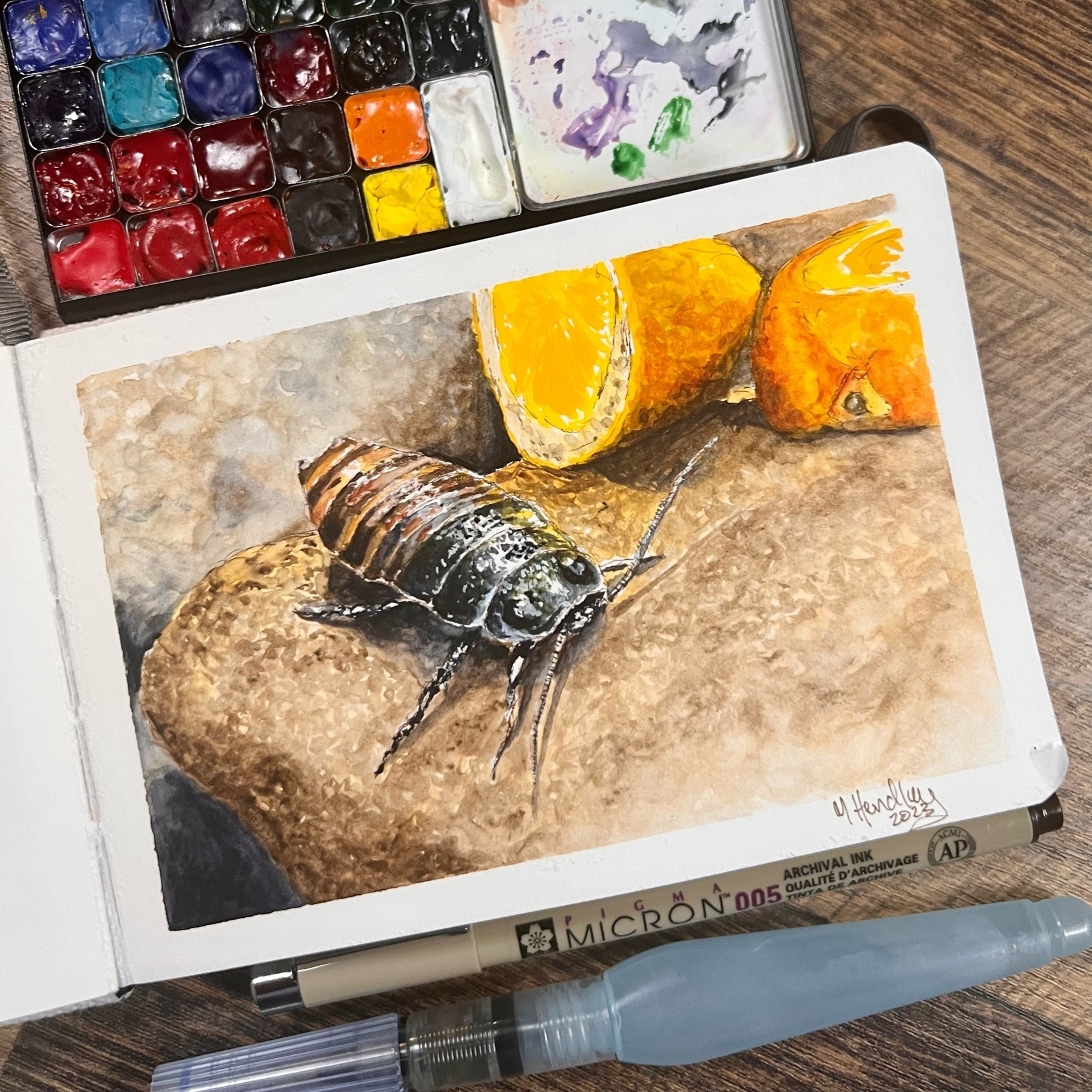 a watercolor study in a sketch book of a hissing cockroach ona rock beside a couple of pieces of orange. 