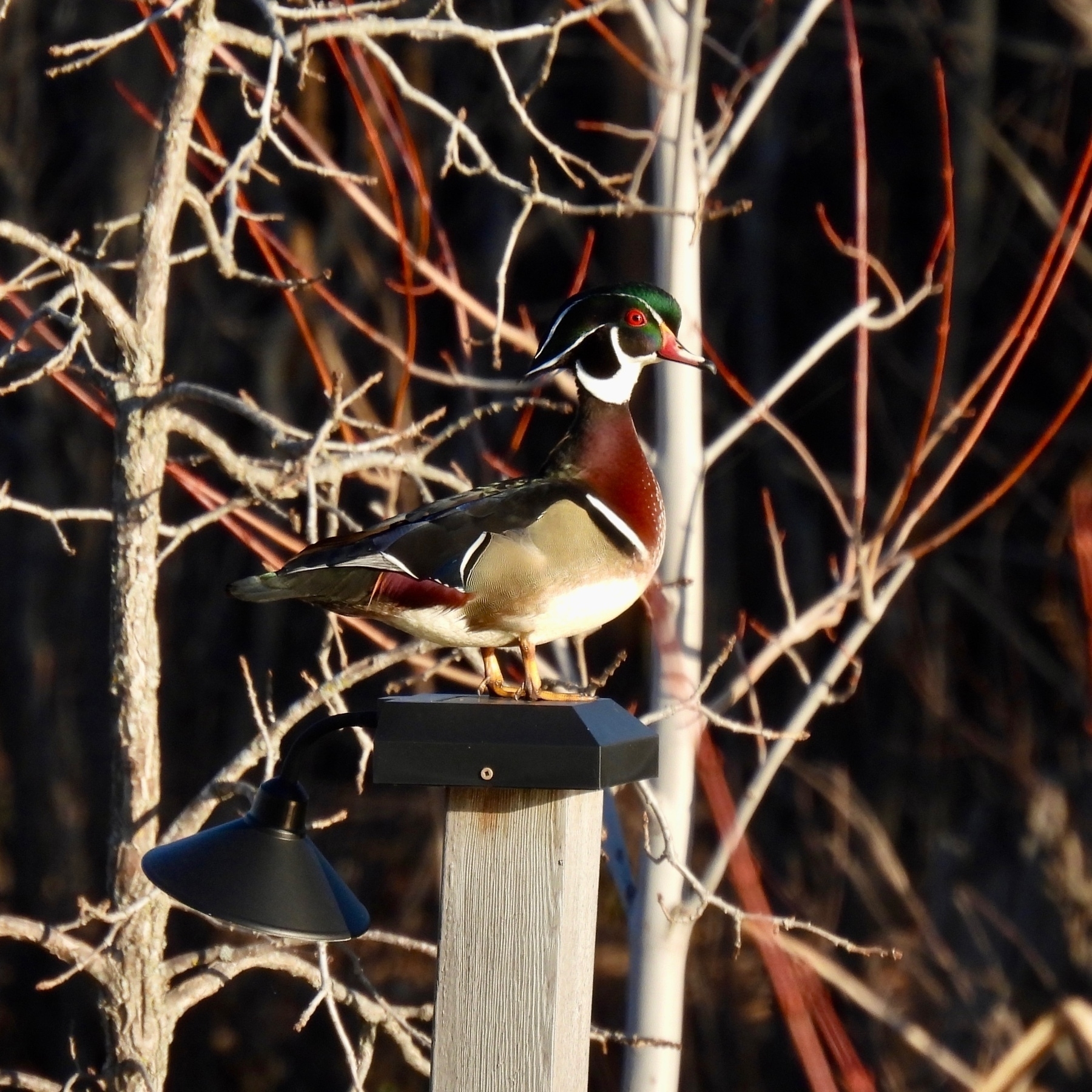A male wood duck perched on a post with trees in the background. 