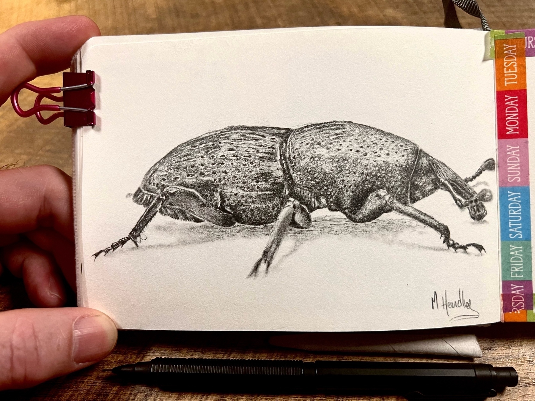 beetle graphite drawing in small sketchbook behing held by the artist with a mechanical pencil resting on the desk in front of it. 