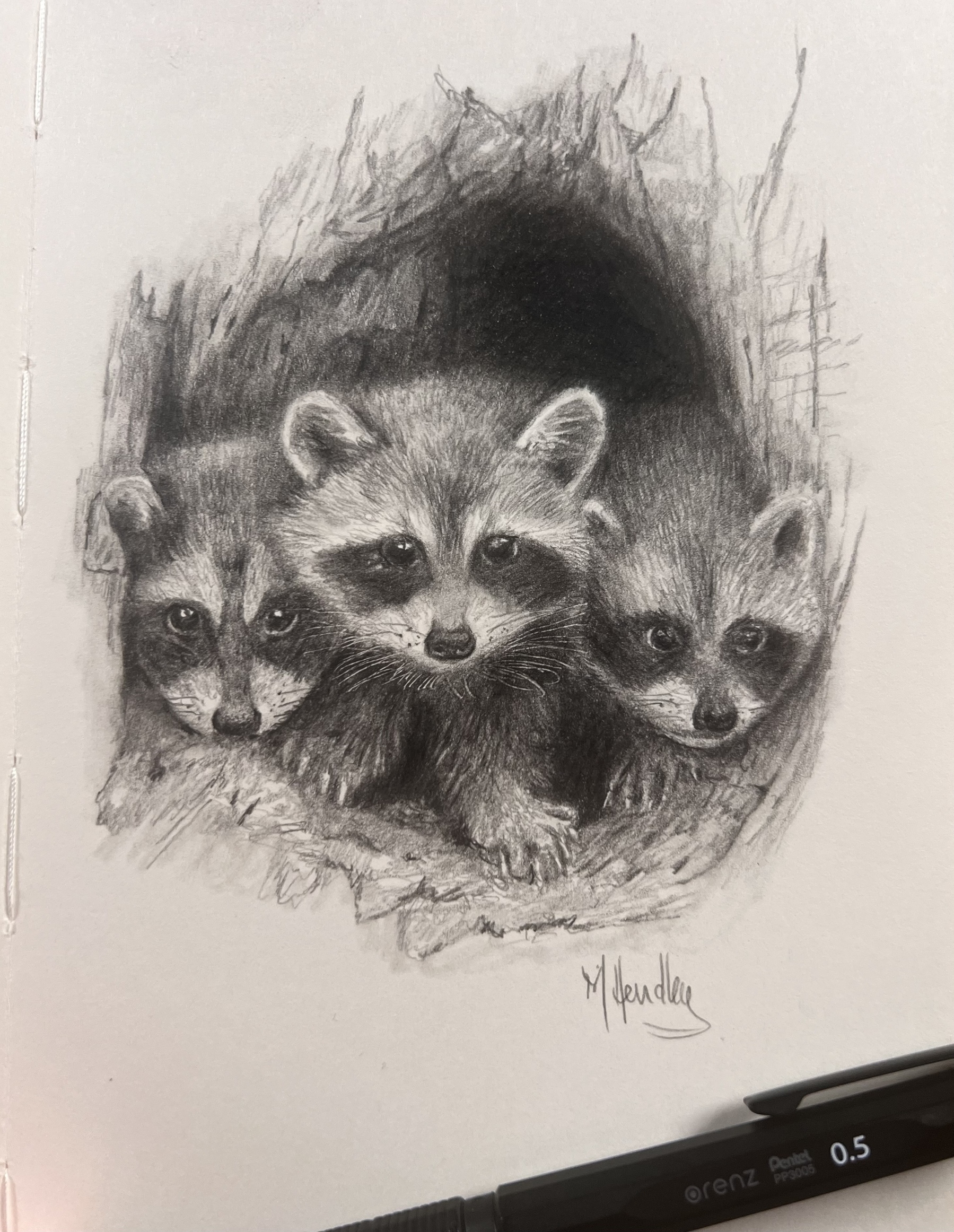 A drawing of three raccoons in the hole of a tree