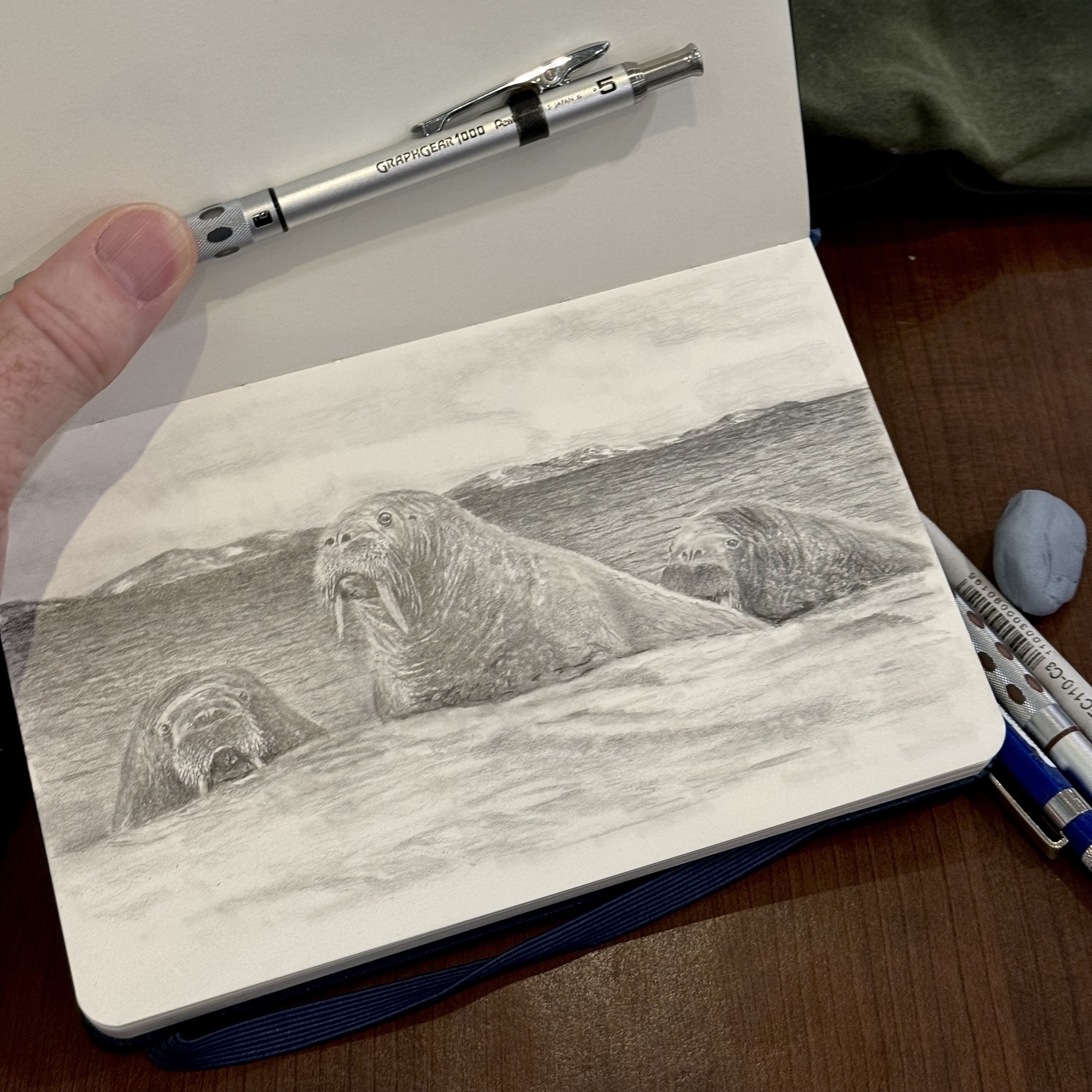 A pencil sketch of three walruses in a sketchbook with a pencil and other tools nearby