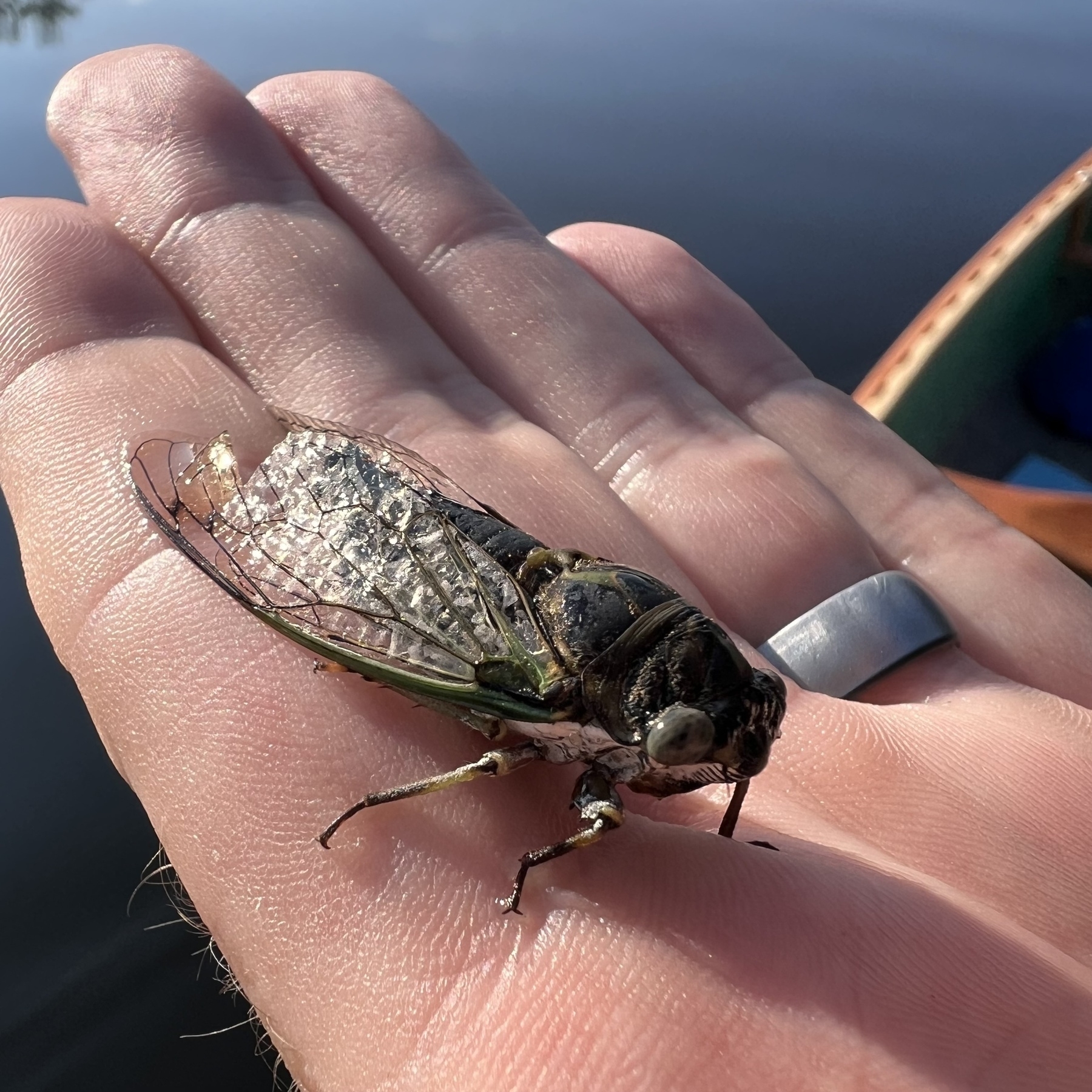A cicada on my hand. 