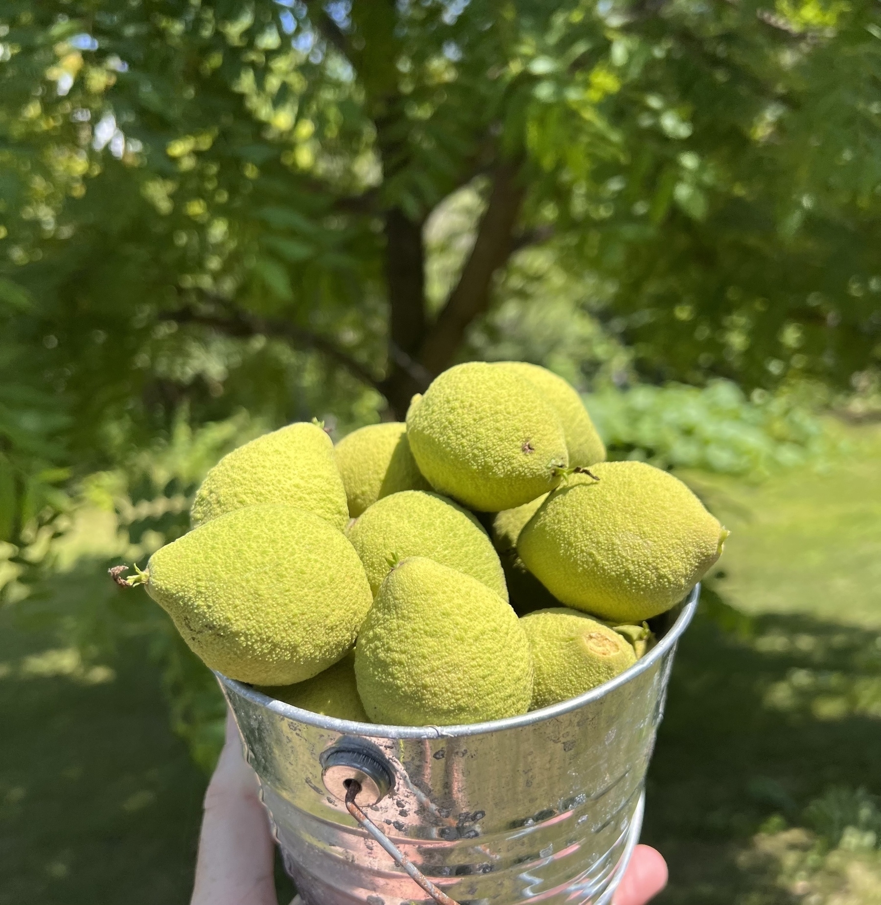 A small pail of walnuts with a black walnut tree in the background. 