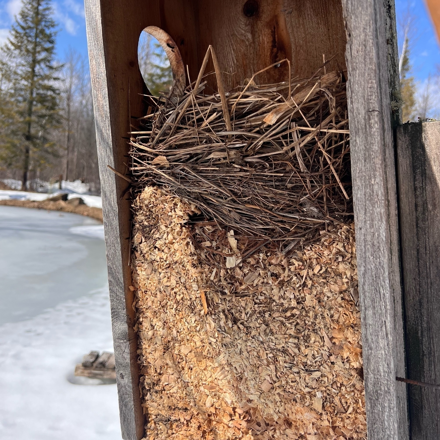 Duck house with the side open showing compressed shavings part way up and a bird nest on top of the pile. Snow and ice on a pond in the background.