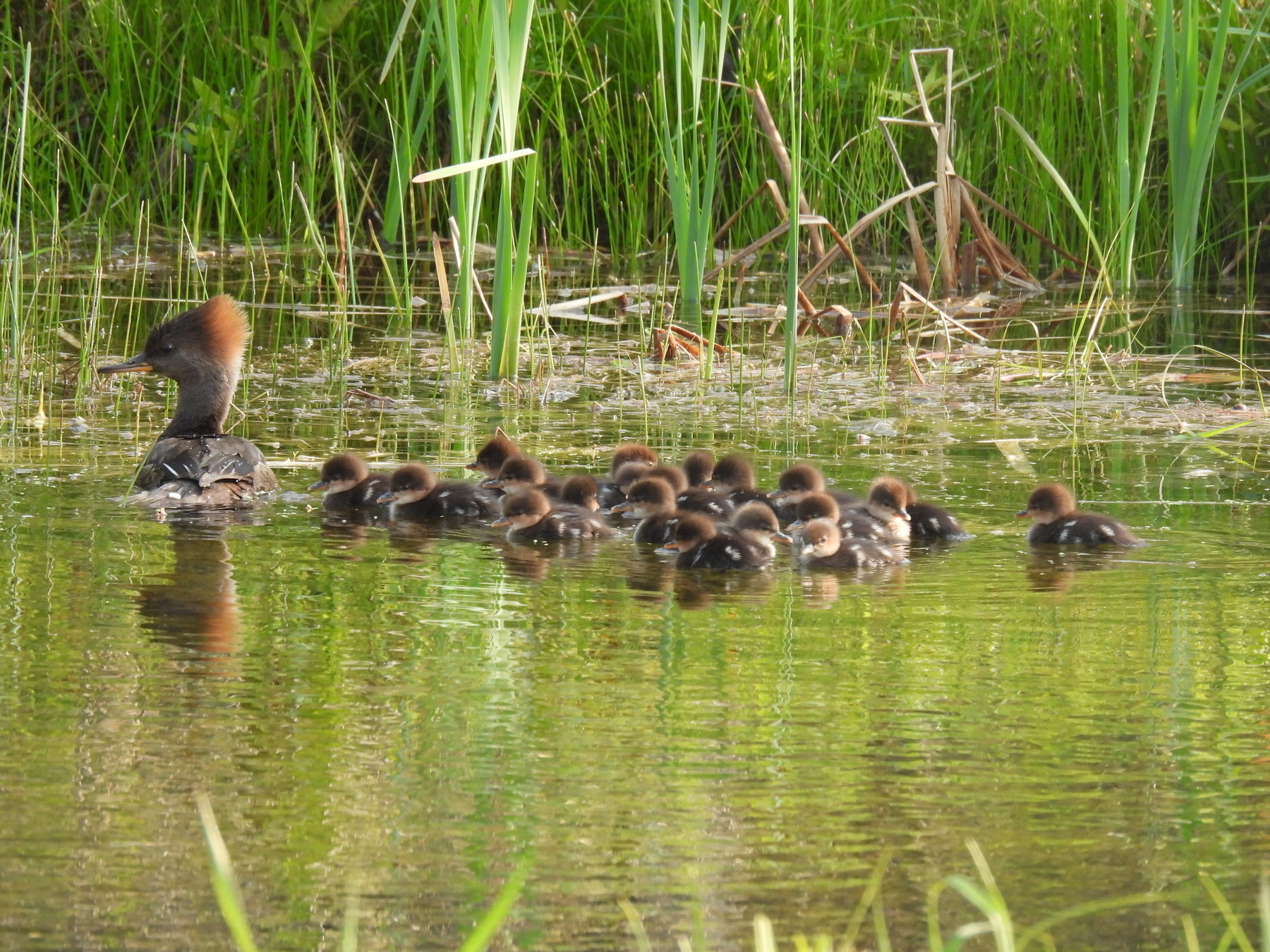 A female merganser in a pond with 19 ducklings 
