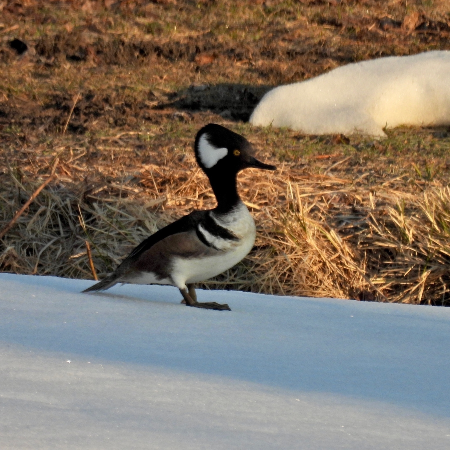 a male common hooded merganser standing on a snow bank on the edge of a pond