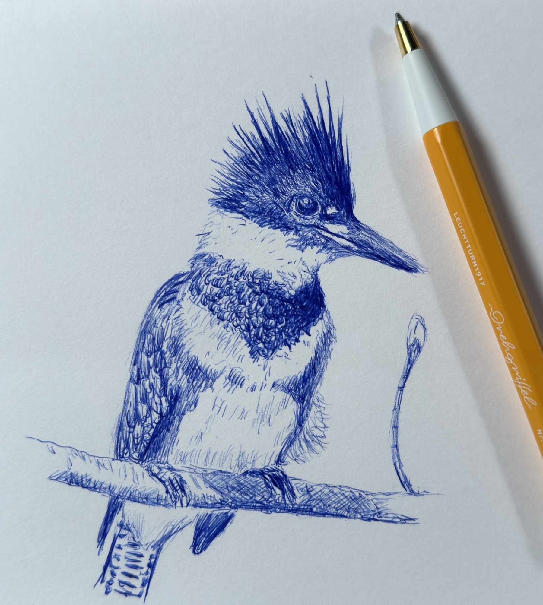 Pen drawing of a belted kingfisher, created with a Leuchtturm pen in a Leuchtturm 1917 sketchbook.