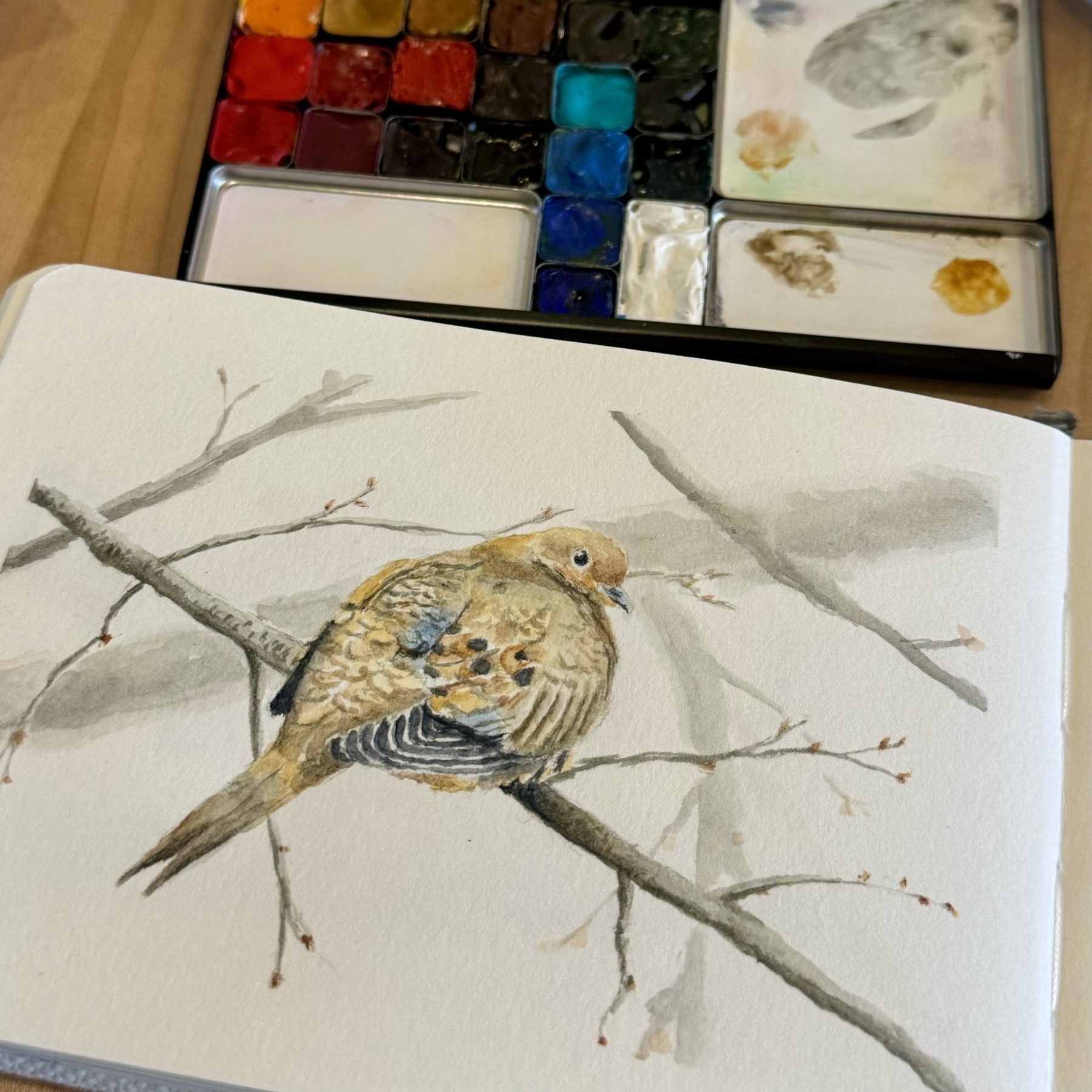 A watercolor sketch of a mourning dove in a small sketchbook with a watercolor palette nearby 