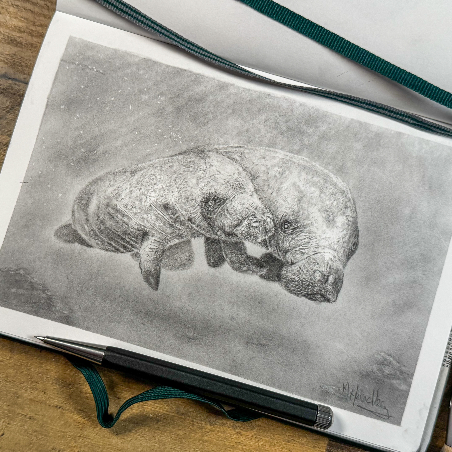 A detailed pencil drawing of two manatees gently floating side by side underwater. The manatees are depicted in soft shades of graphite, with subtle bubbles around them, adding to the serene aquatic atmosphere. The drawing is done in a Leuchtturm 1917 sketchbook.