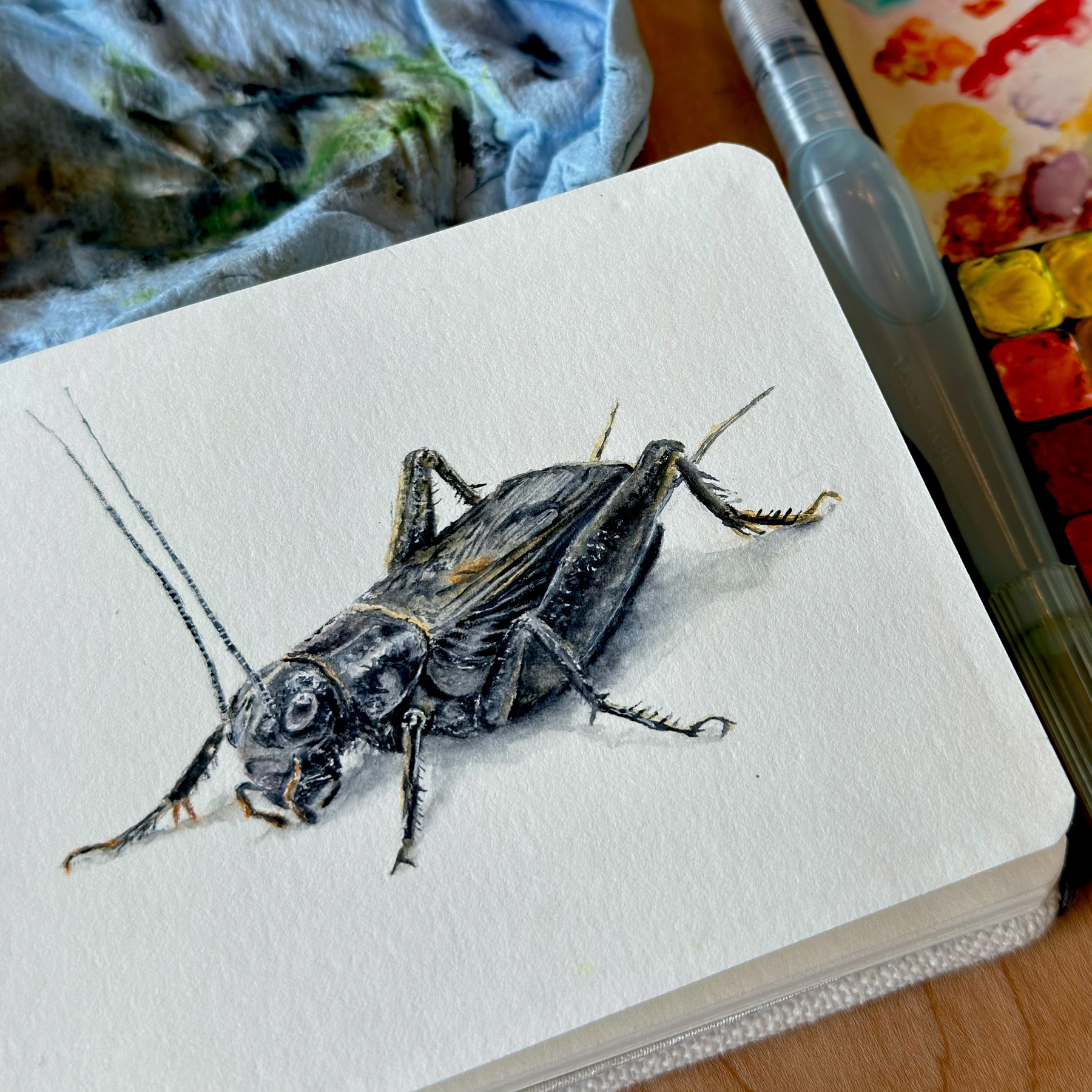 A detailed watercolor sketch of a cricket on white paper, created using an Etchr hot press sketchbook, a Pentel brush pen, and QoR watercolors. The sketch captures the intricate details and textures of the cricket. Art supplies are visible in the background.