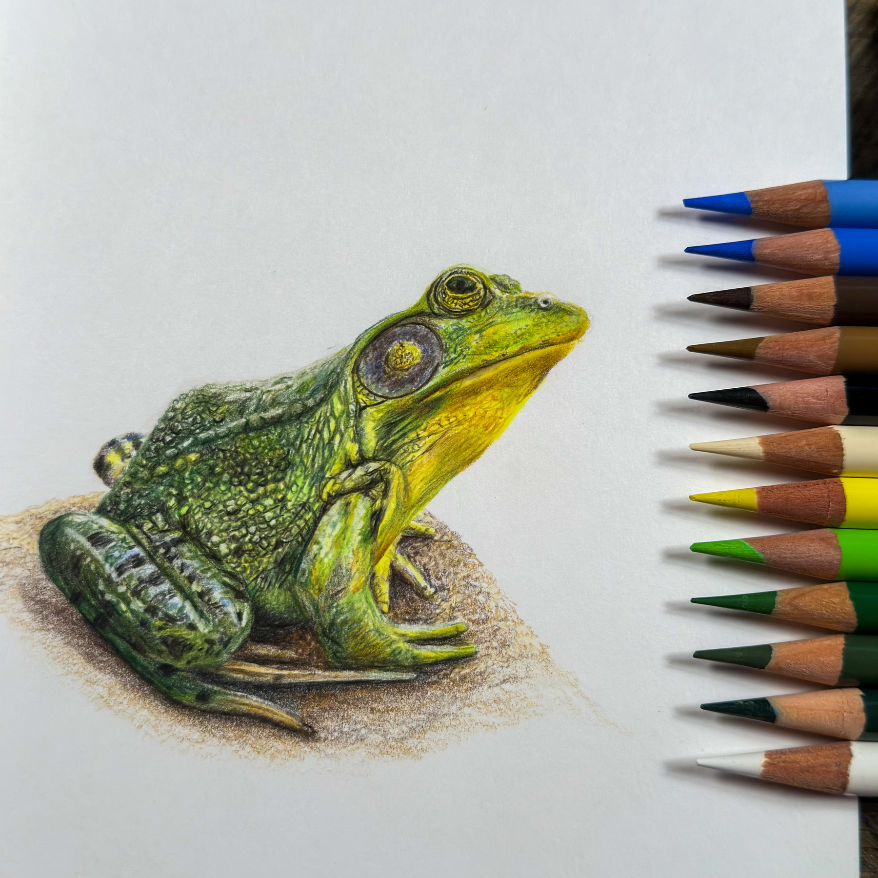 A hyper-realistic colored pencil drawing of a green frog, showcasing intricate details in its textured skin and vibrant green and yellow hues, with an array of colored pencils arranged neatly to the right.