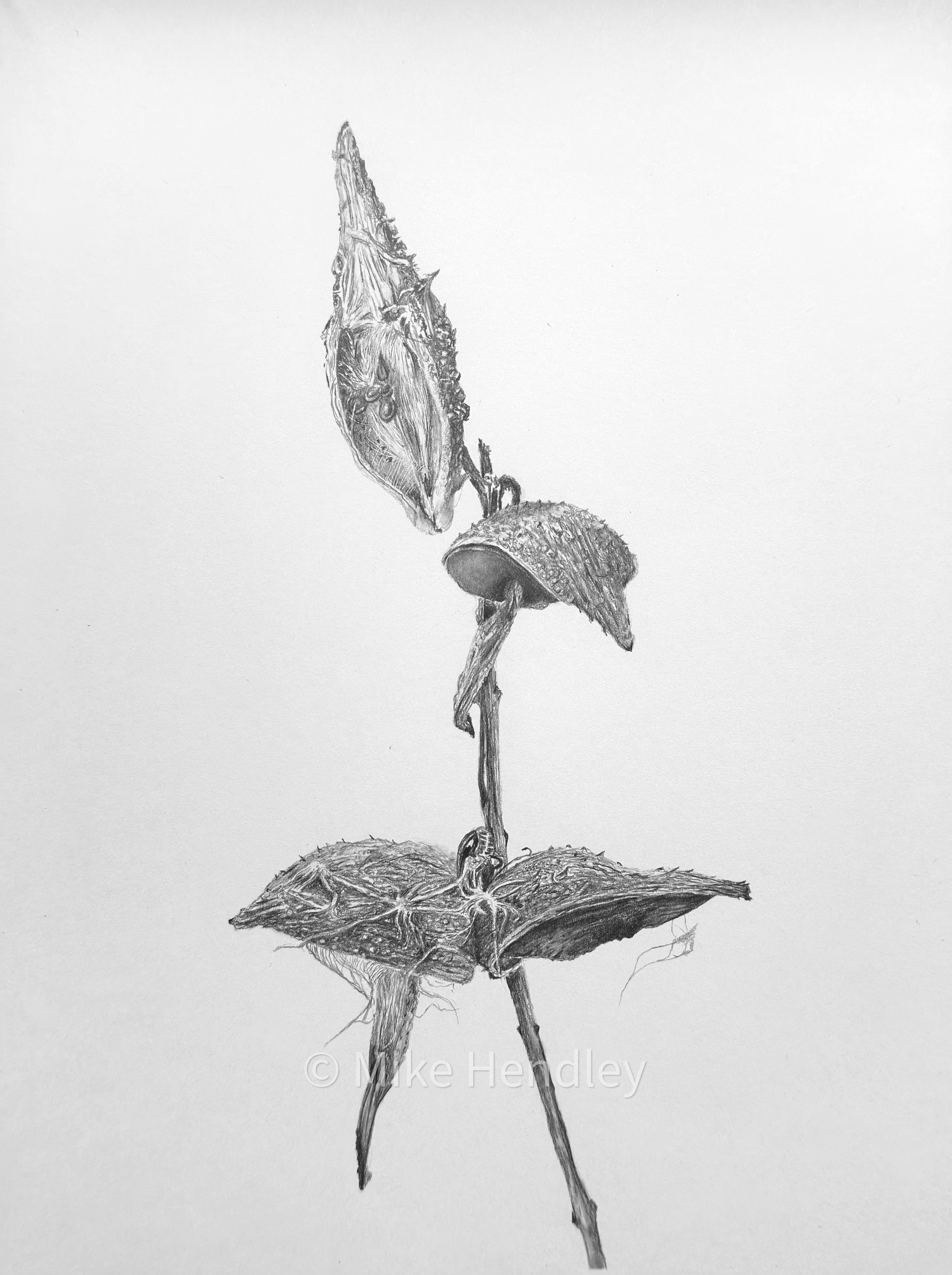 A detailed pencil drawing of a milkweed plant in winter, showcasing its textured pods and leaves with a subtle phallic resemblance, set against a plain background.