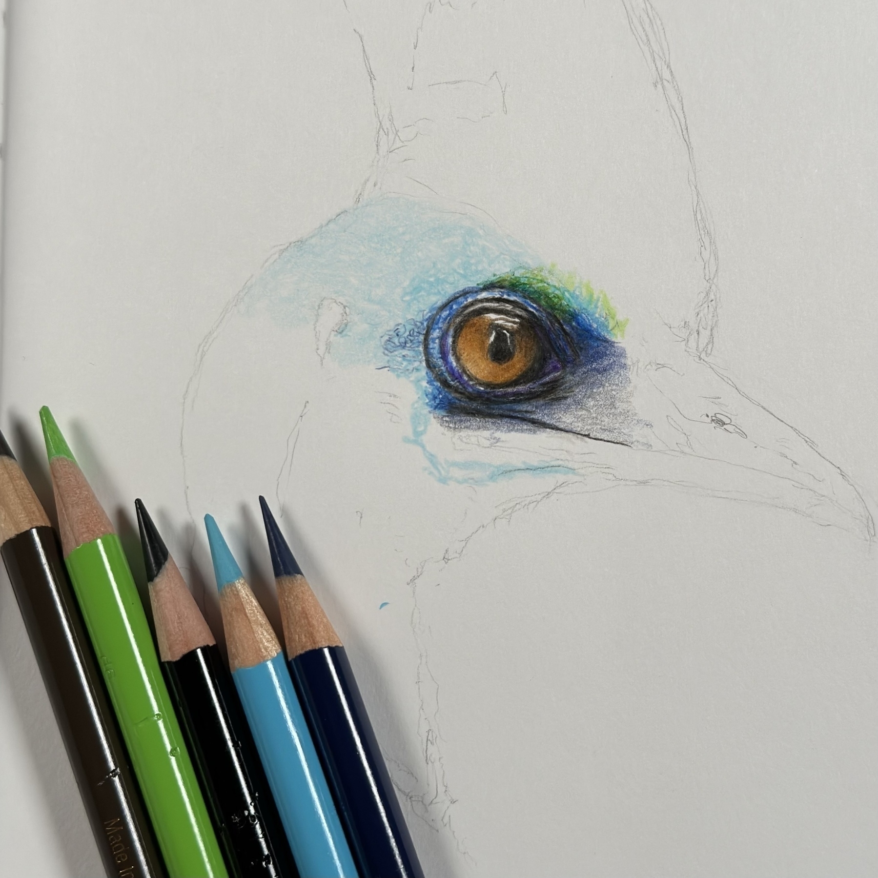 Colored pencils are placed on paper next to a detailed drawing of a bird's eye.