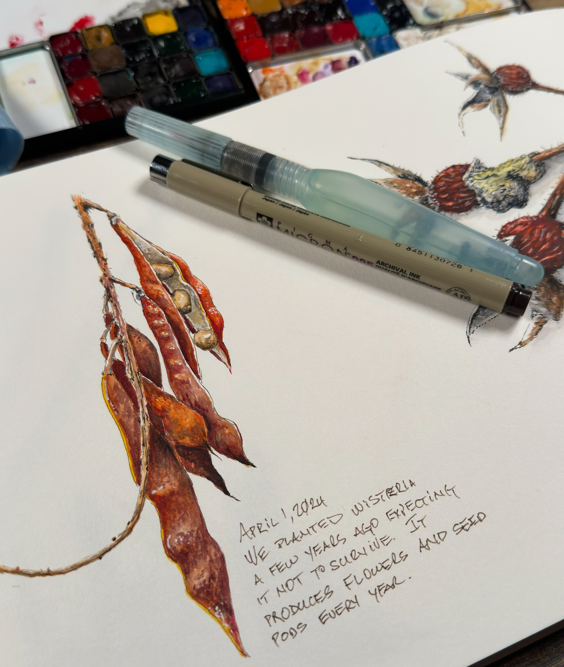This image displays an artist’s desk with a watercolor sketch of a wisteria seed pod. On the top left, there is a palette of watercolors, and on the right side, a brush pen and an archival ink pen lay across the paper. Below the sketch, there is handwritten text detailing the plant’s growth, dated April 1 2024.&10;