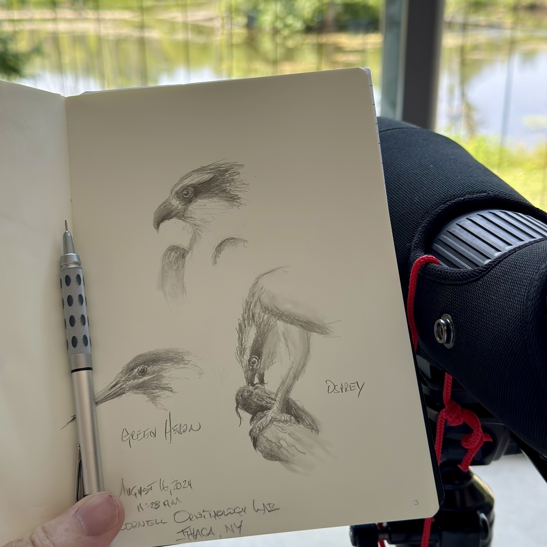 A sketchbook page featuring detailed graphite drawings of an osprey and a green heron. The osprey is shown catching a small catfish. The artist holds the sketchbook, with a beautiful nature scene visible in the background. Notes on the page indicate the sketches were made at Cornell Ornithology Lab, Ithaca, NY.