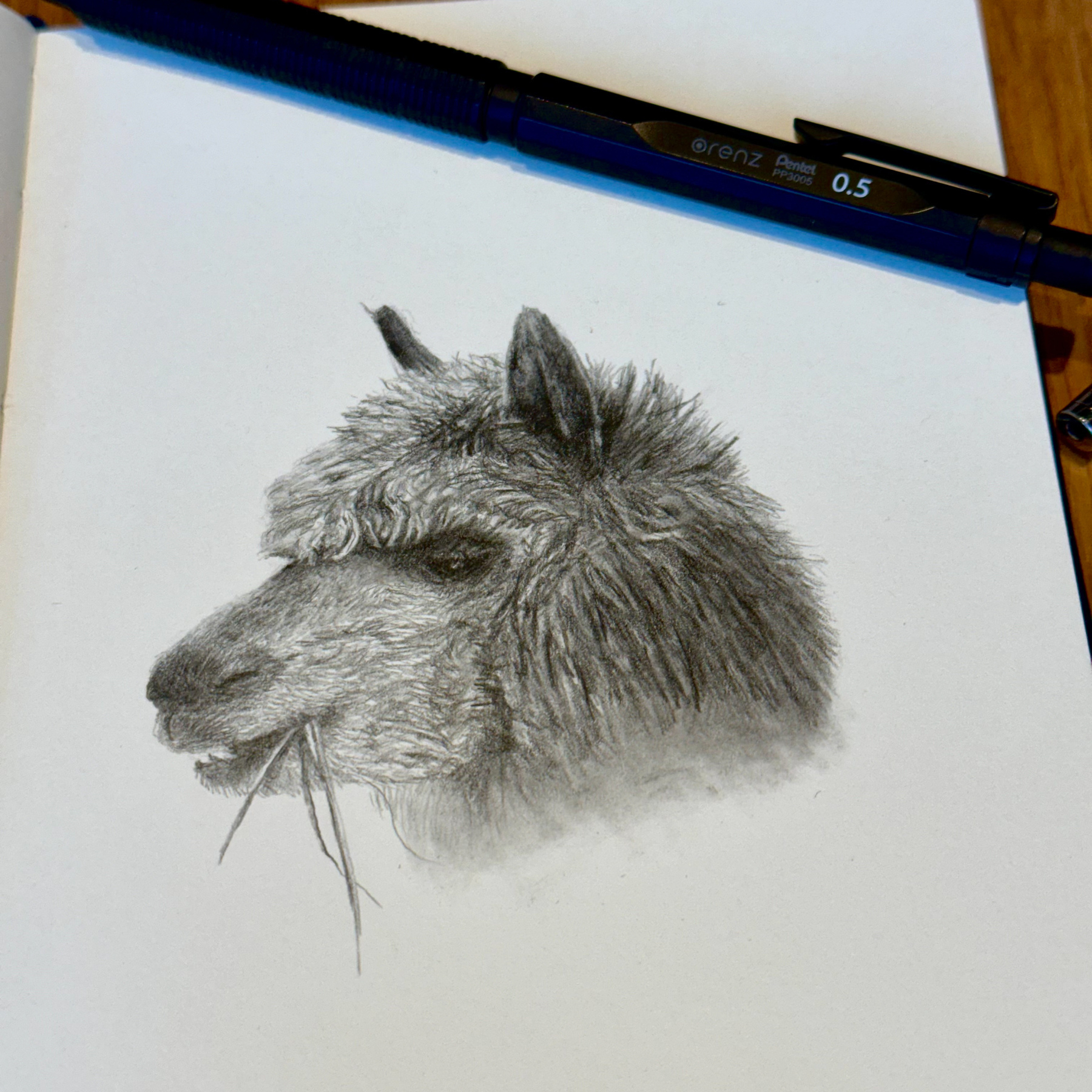 A meticulously detailed pencil drawing of an alpaca's head, with a focus on its fluffy fur and serene expression, positioned on a white page of a sketchbook, accompanied by a mechanical pencil resting above the drawing.