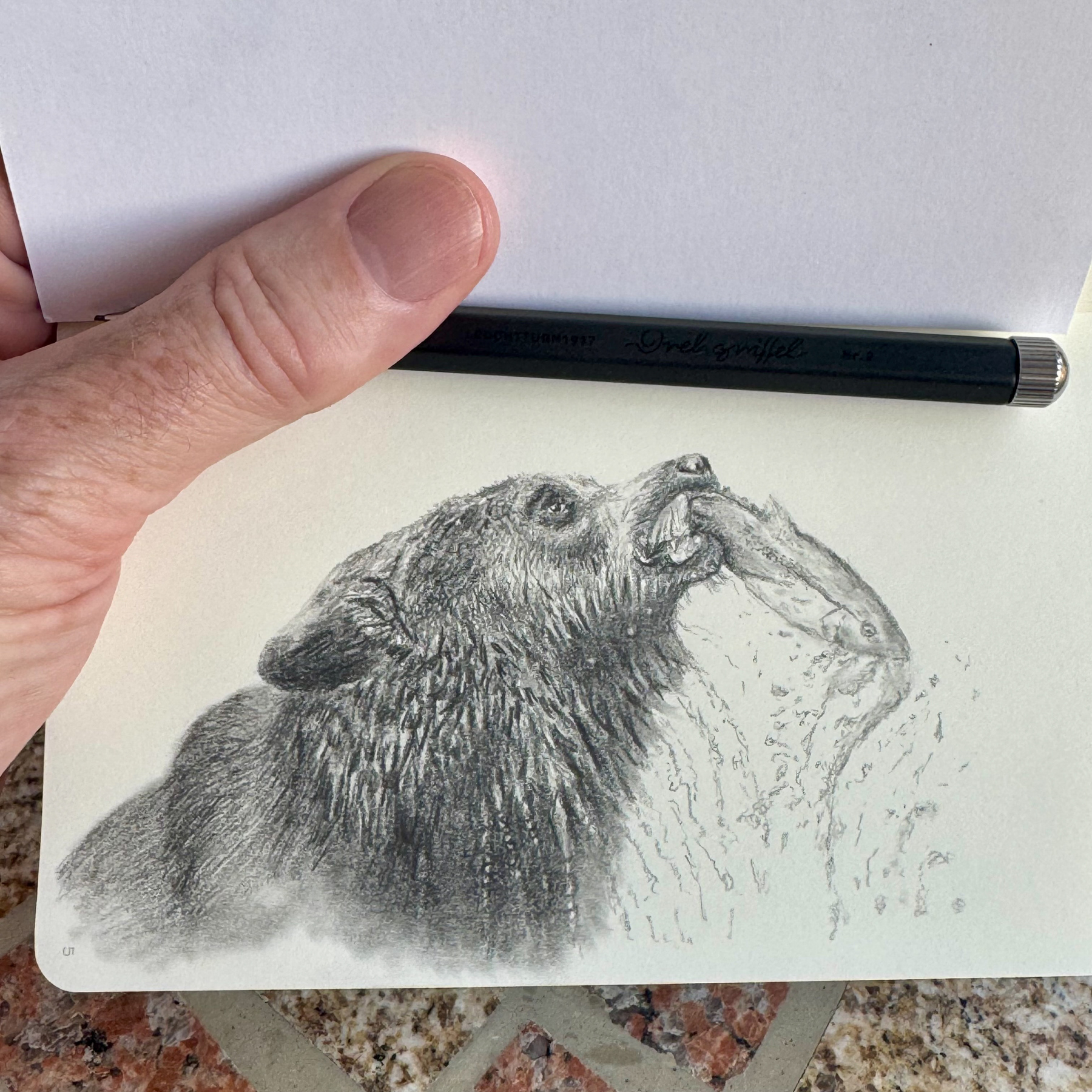 Pencil drawing of a bear catching a fish, with splashes of water, in a Leuchtturm 1917 sketchbook. The bear’s detailed fur and expression are depicted using a Leuchtturm pencil with 4B lead.