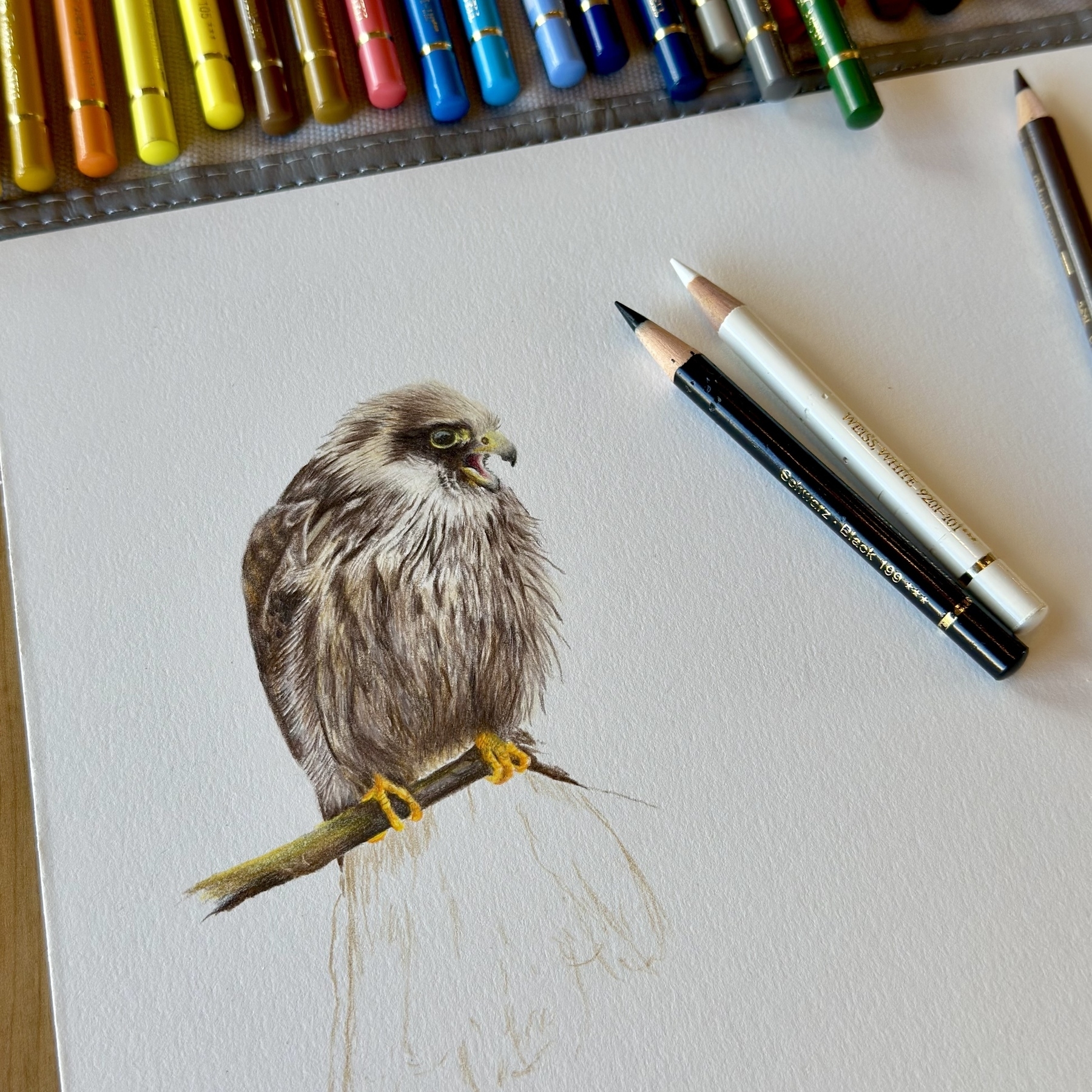 A detailed drawing of a red footed falcon perched on a branch is in progress, surrounded by various colored pencils.