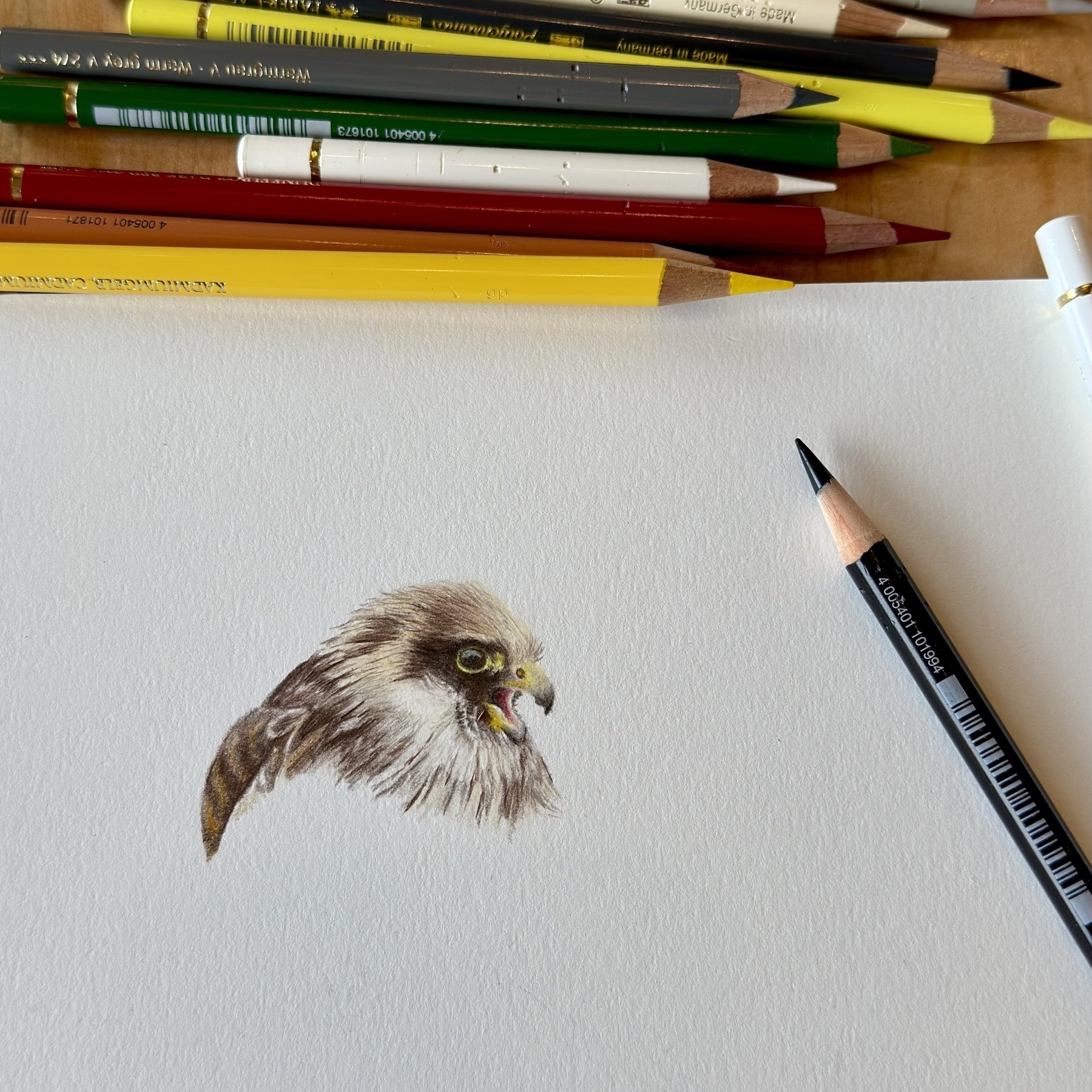 A detailed drawing of a red-footed falcon’s head is surrounded by colored pencils on a sketchpad.