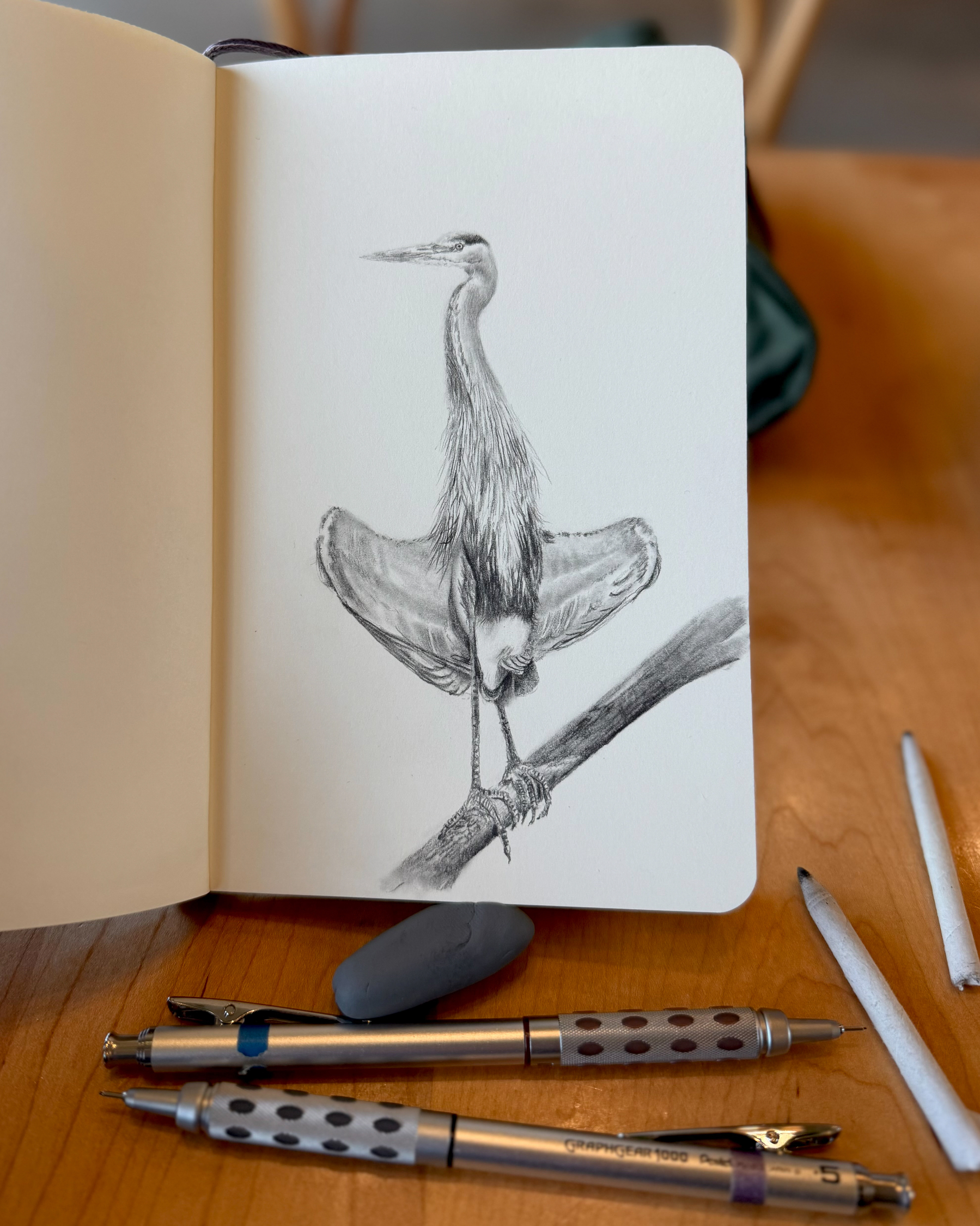 Graphite drawing of a great blue heron perched on a branch with wings dramatically outstretched and drooping downward in a drying pose.