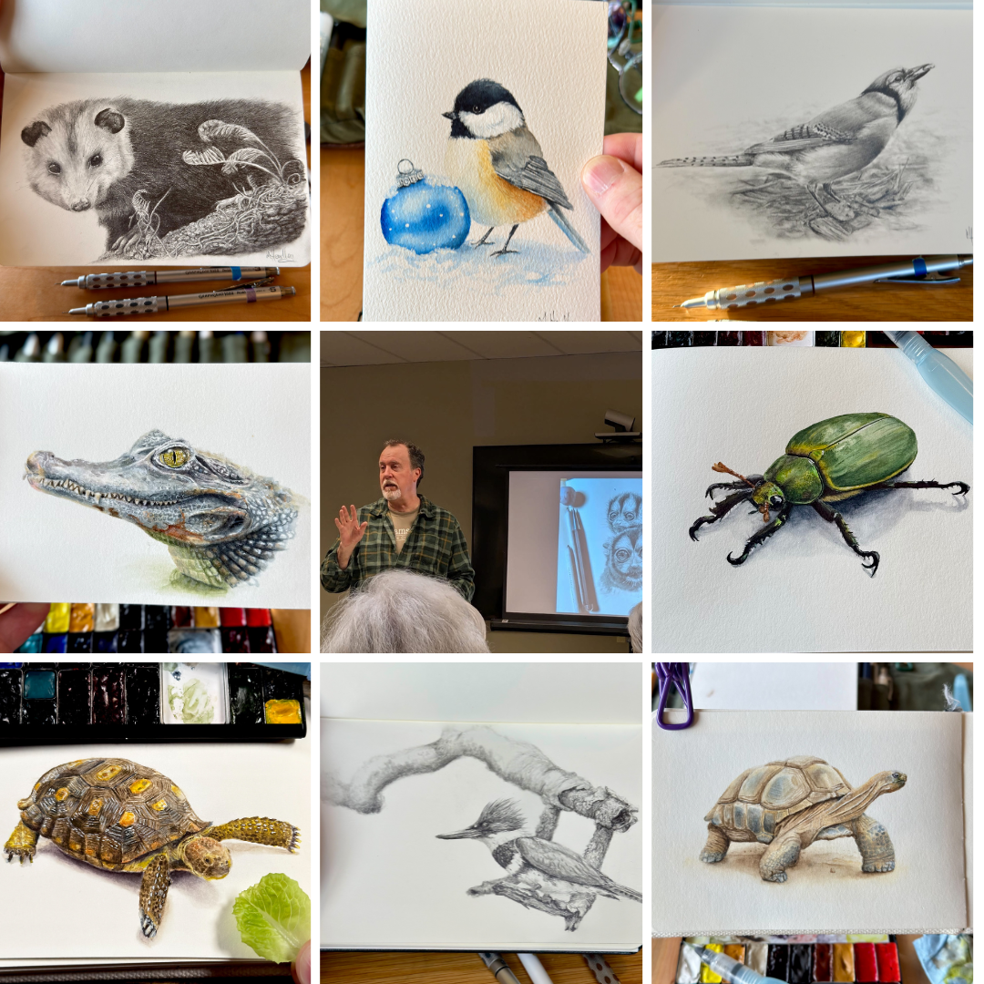 Top row: graphite opossum in a sketchbook, watercolor chickadee beside a blue ornament, graphite blue jay. Middle row: watercolor caiman head study, photo of the artist presenting beside a projected slide, watercolor green beetle. Bottom row: watercolor turtle with a leaf, graphite kingfisher on a branch, watercolor tortoise.