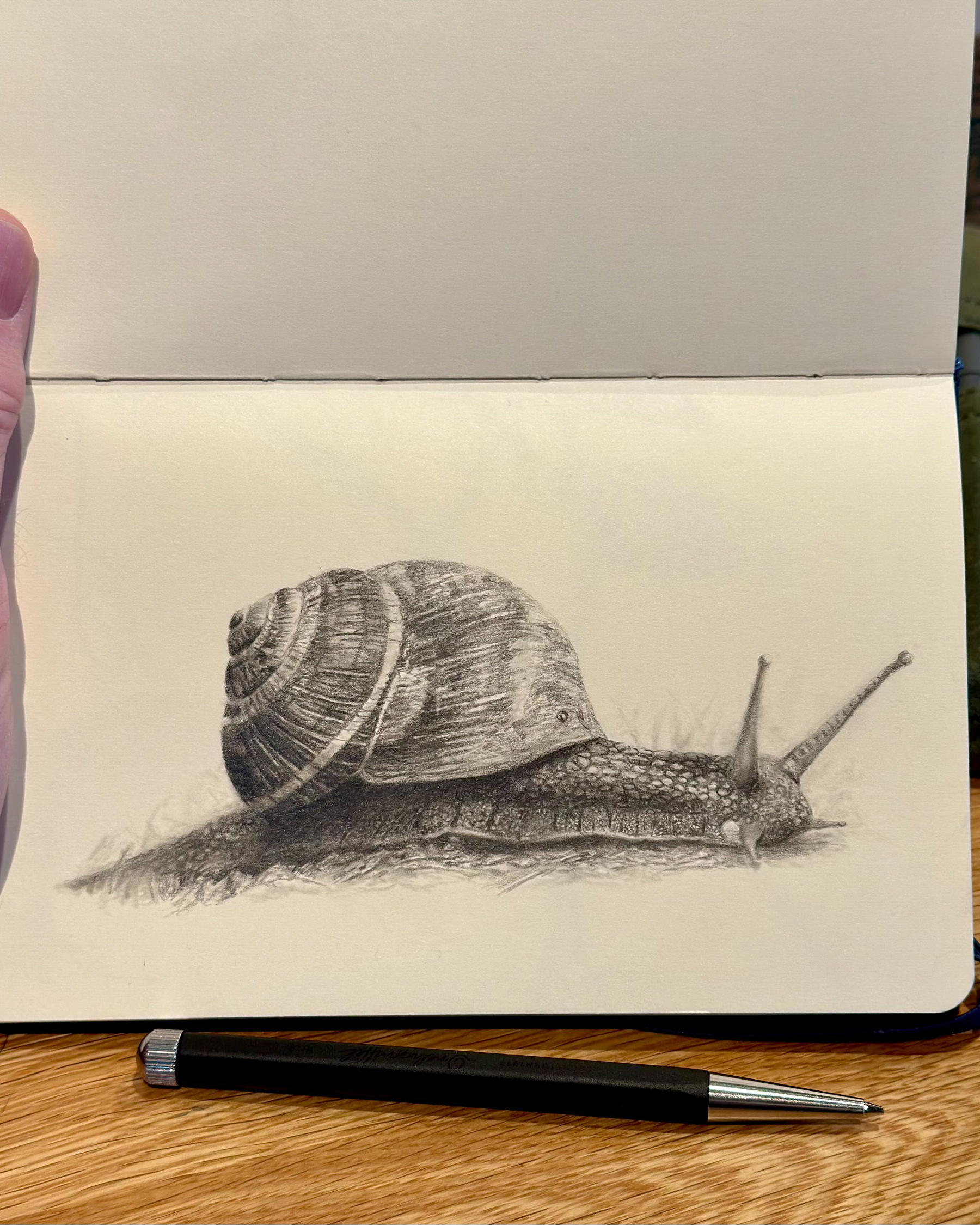 A detailed pencil drawing of a snail in a sketchbook, rendered with precise textures on its shell and body. A black mechanical pencil rests below the sketch on a wooden table.