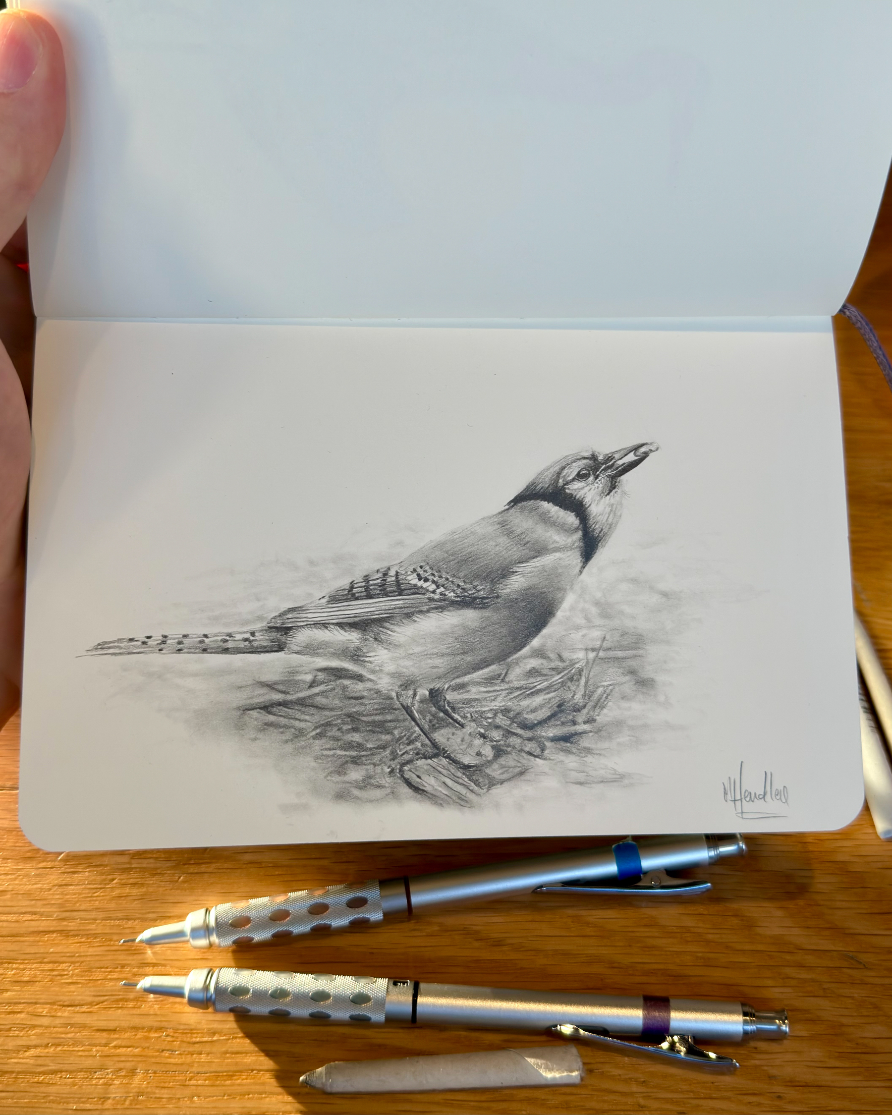 Realistic graphite drawing of a blue jay on sketchbook paper, perched on forest ground, with fine shading and detail, drawn using mechanical pencils and blending tools.