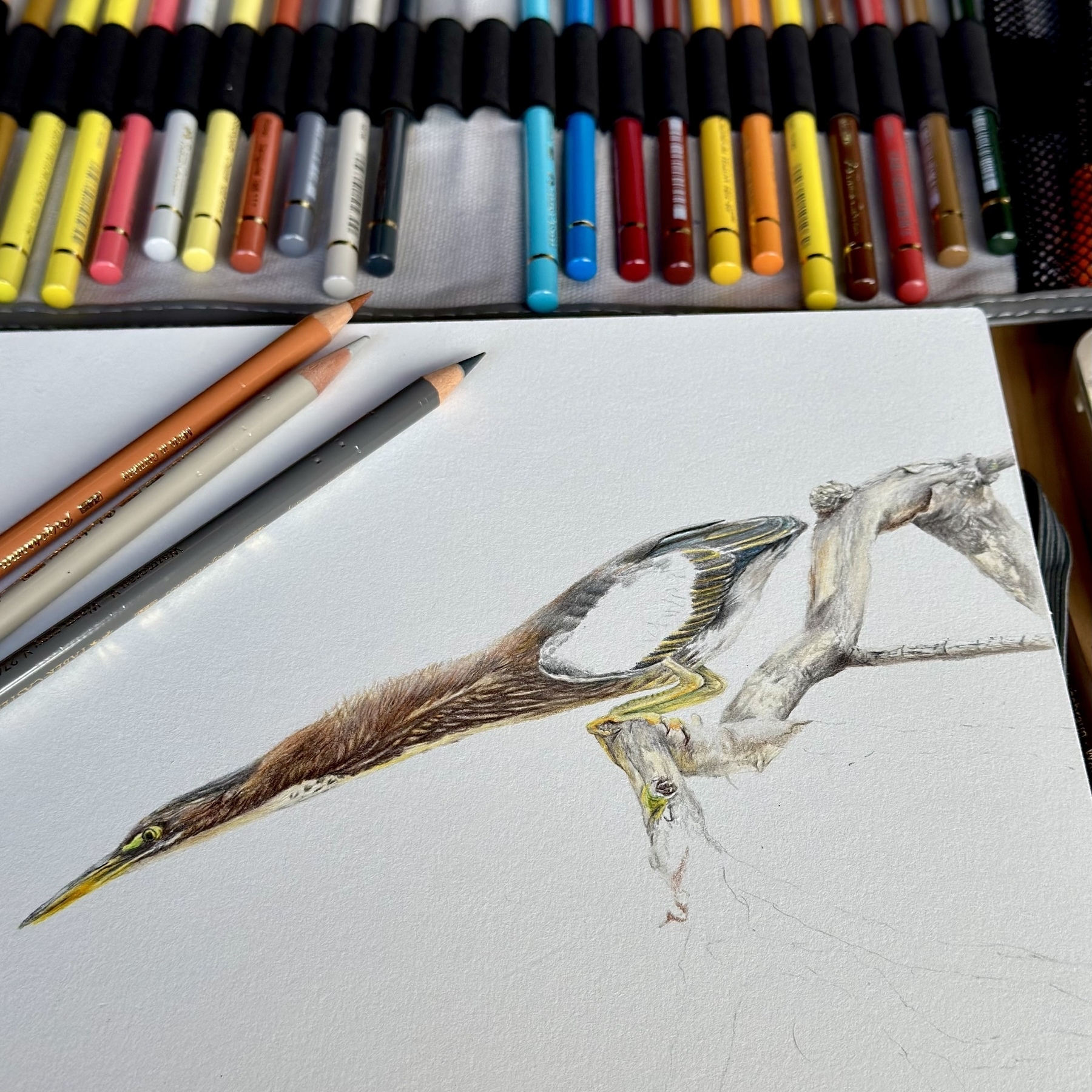 An unfinished colored pencil drawing of a green heron on paper is surrounded by various colored pencils.