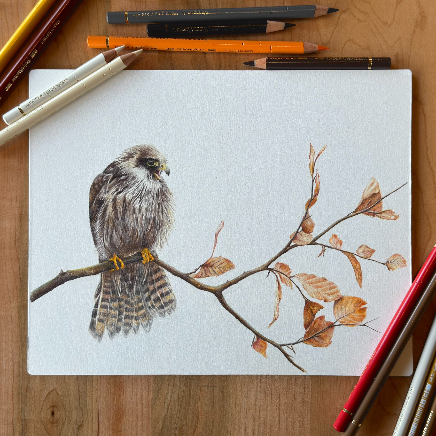 Realistic colored pencil drawing of a red-footed falcon perched on a branch with autumn leaves, surrounded by colored pencils on a wooden table.