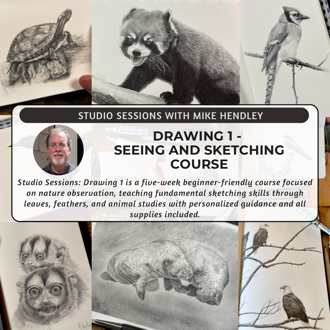 Promo graphic for “Studio Sessions with Mike Hendley, Drawing 1: Seeing and Sketching.” Collage of graphite sketches on sketchbook pages, including a turtle, red panda, blue jay, two small primates, manatees, and perched eagles, with a circular headshot of Mike. Text states a five-week beginner course focused on nature observation and fundamental skills, with supplies included.