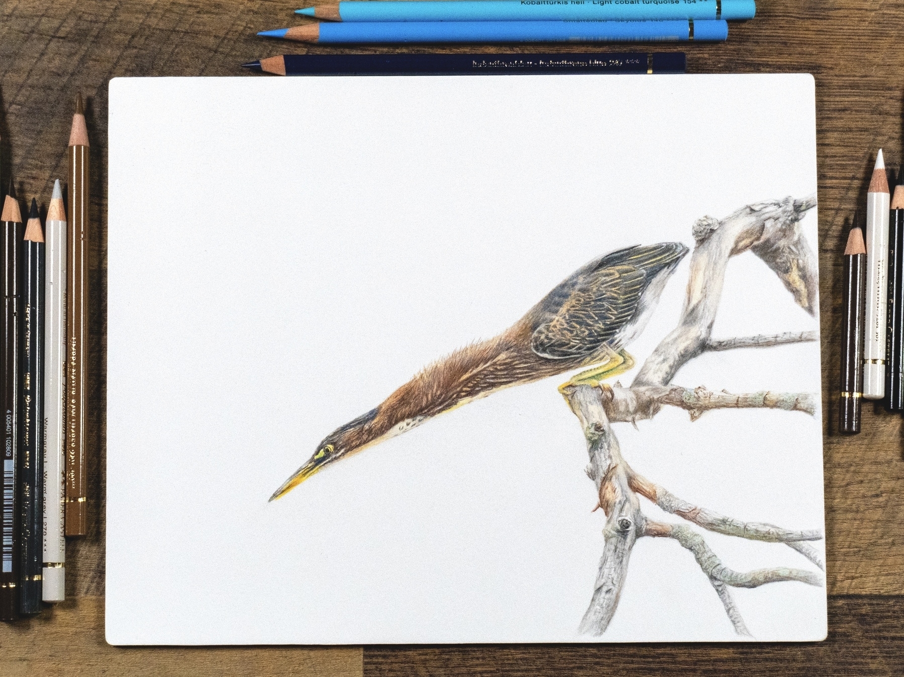 Realistic colored pencil drawing of a green heron perched low on bare branches, body stretched forward with its beak aimed down as if about to strike prey.