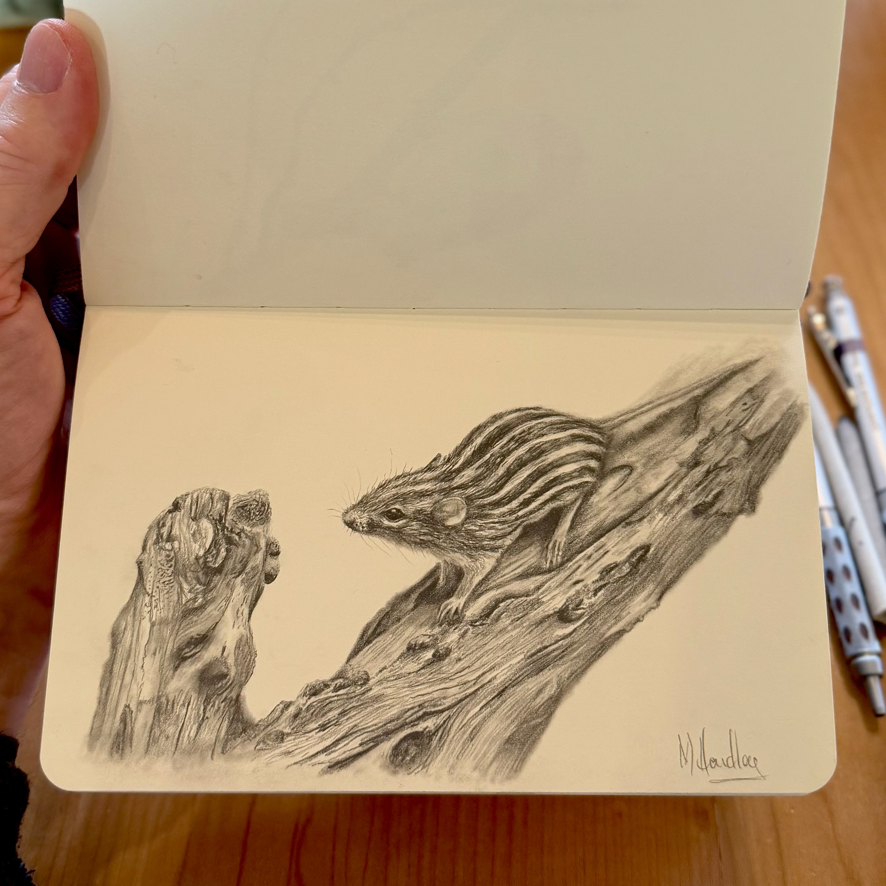 A realistic graphite drawing of a Barbary striped grass mouse with distinct dark stripes, perched on a piece of heavily textured bark. The mouse is alert, and the shading is soft and blended. The drawing is in an open sketchbook with pencils nearby.