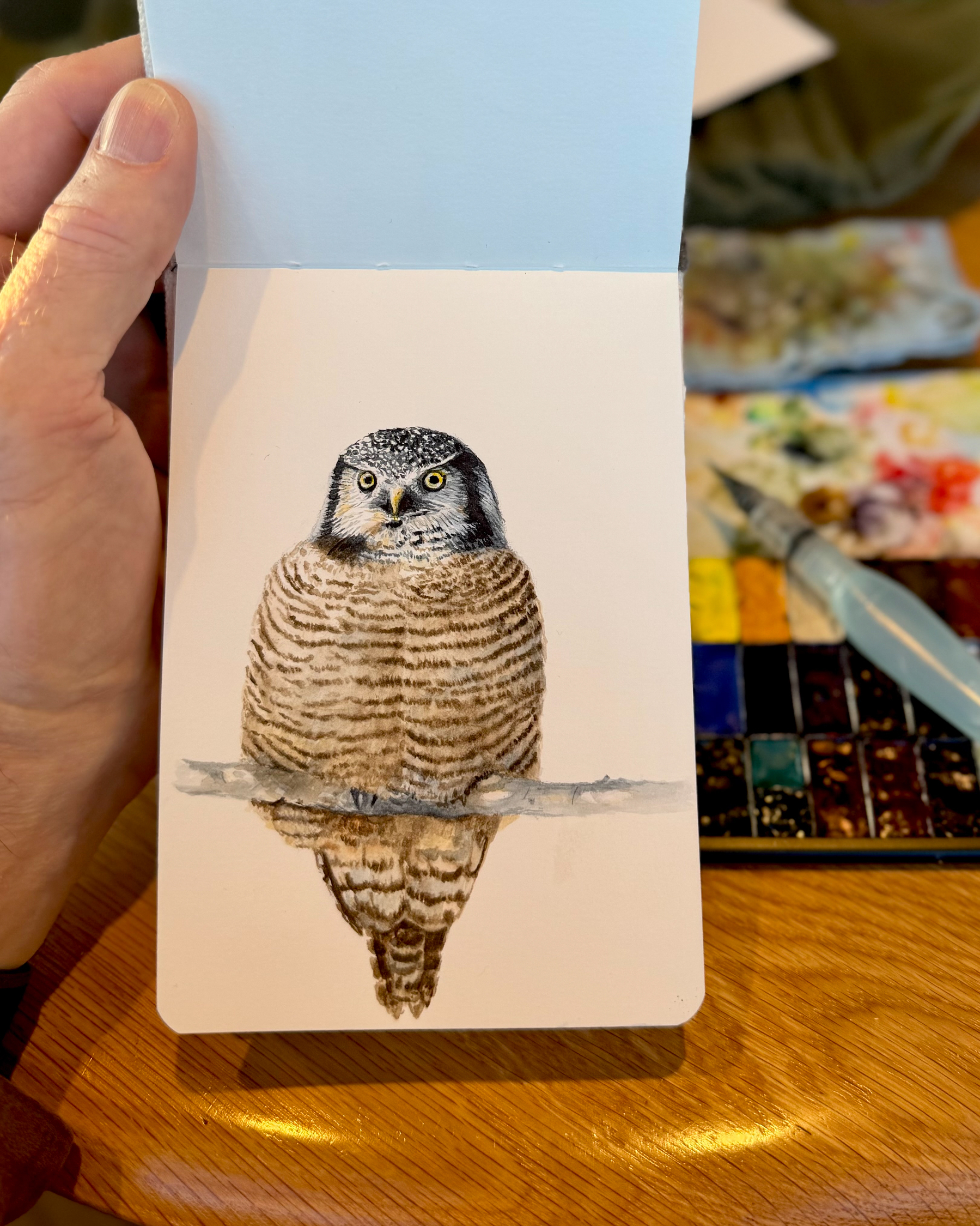 A realistic watercolor painting of a northern hawk owl perched on a branch, with its reflection below. Painted on A6 Etchr hot press paper.