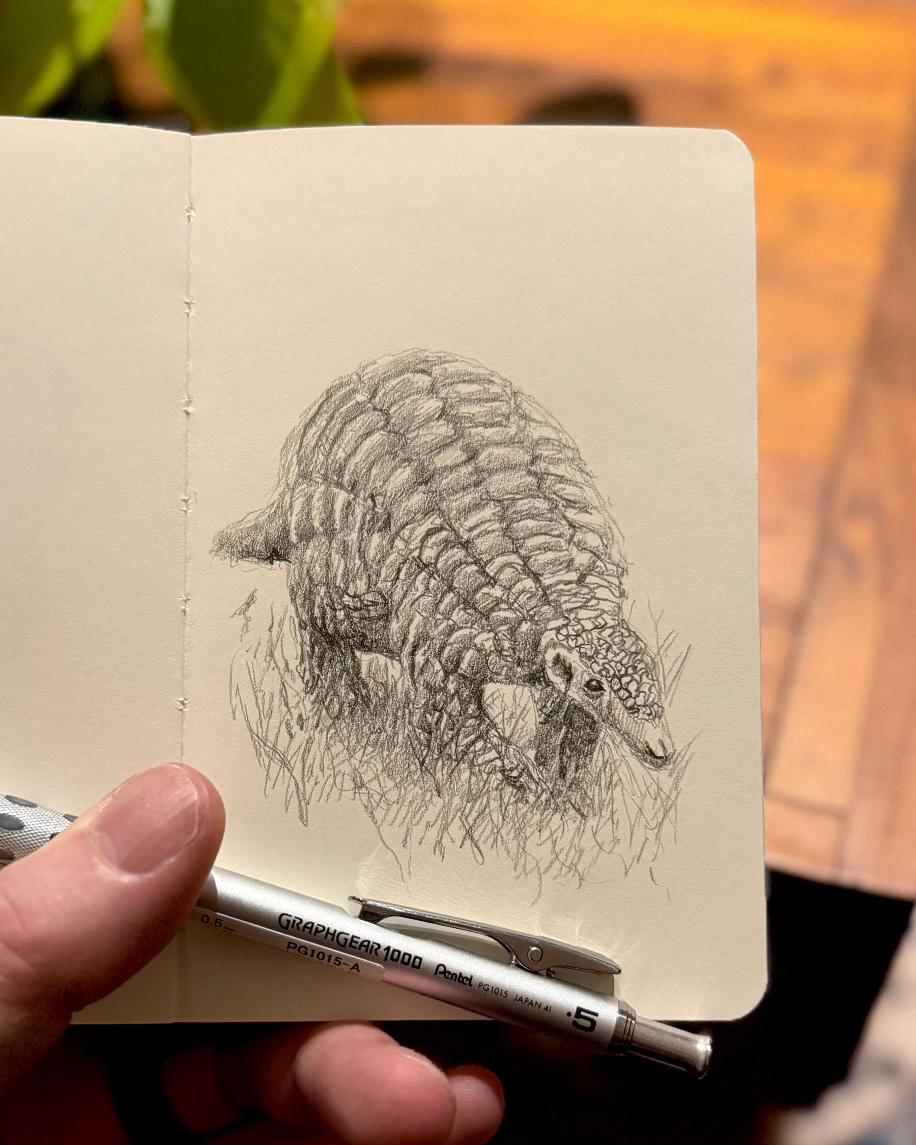 Detailed graphite sketch of a pangolin in grass, drawn in a pocket sketchbook with a Pentel Graphgear 1000 .5mm mechanical pencil. No erasing or blending.