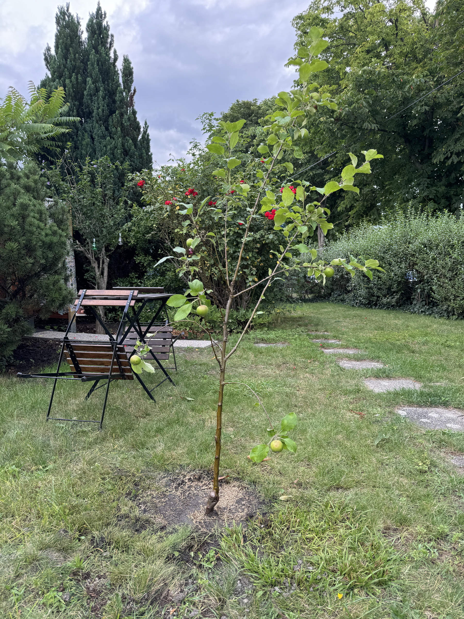 an apple tree sapling surrounded by other plants