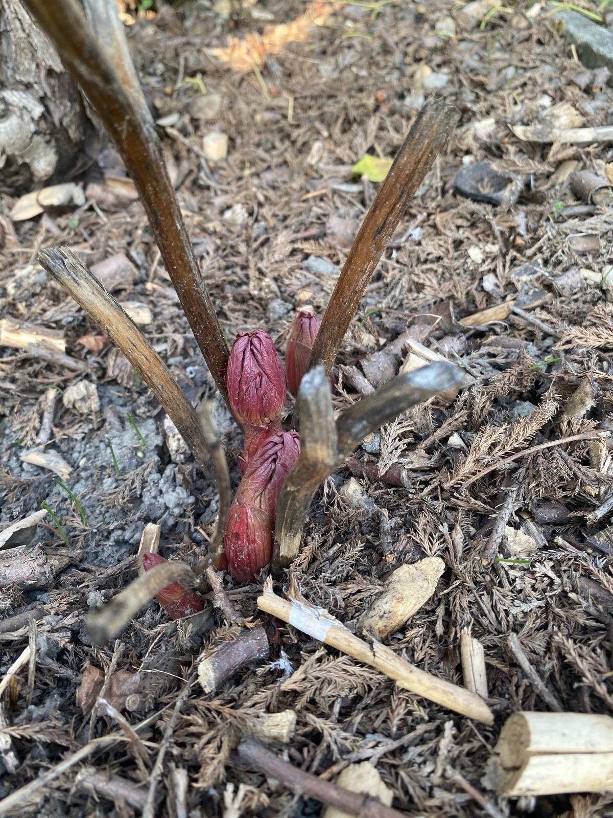 New growth emerges from the base of a plant surrounded by soil, mulch, and dry stems.