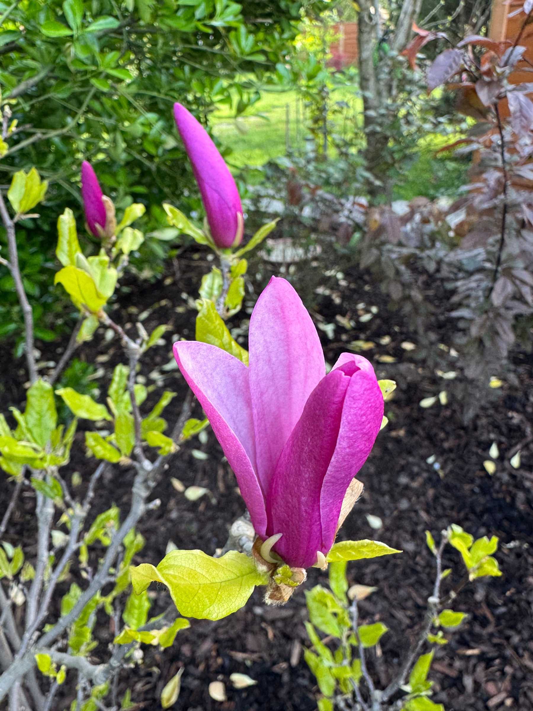 Vibrant pink magnolia flowers are blooming among green leaves in a garden.