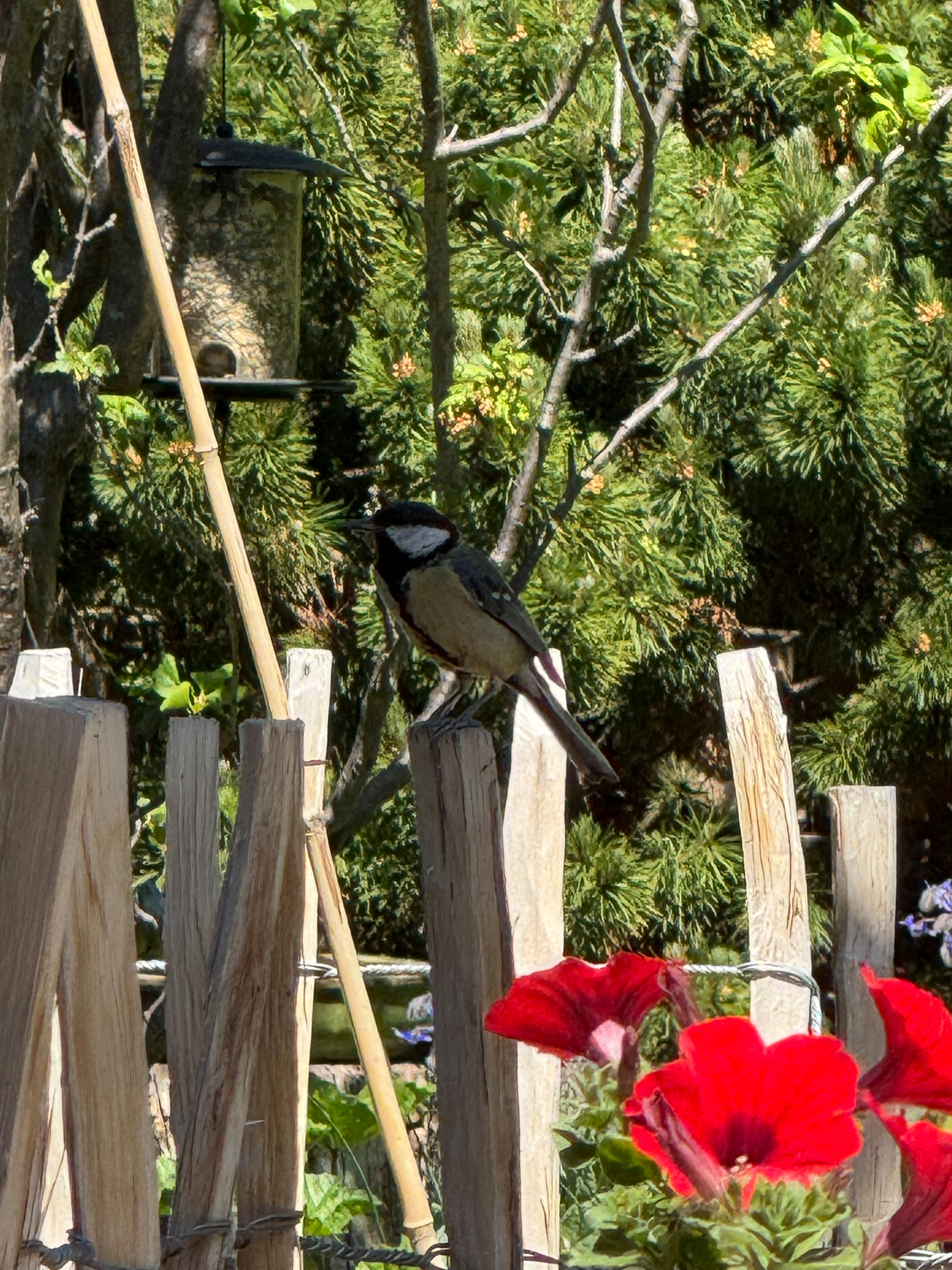 A small bird is perched on a wooden post in a garden with bright red flowers and a bird feeder in the background.