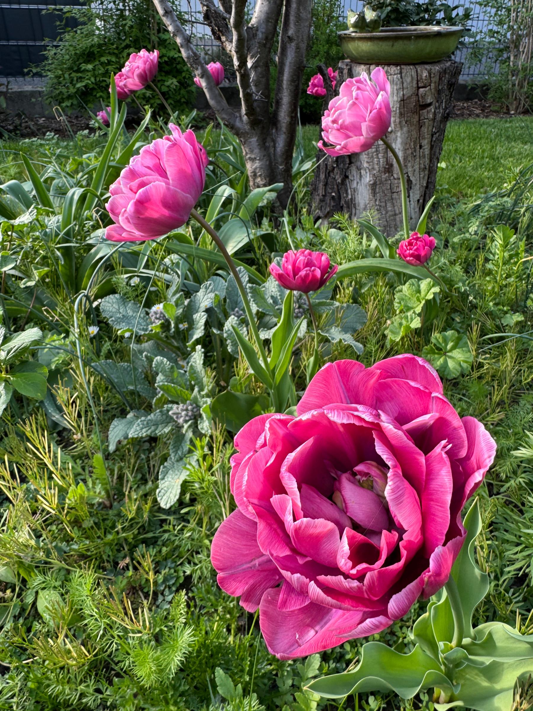 Pink tulips are blooming in a garden with green foliage and a tree stump in the background.