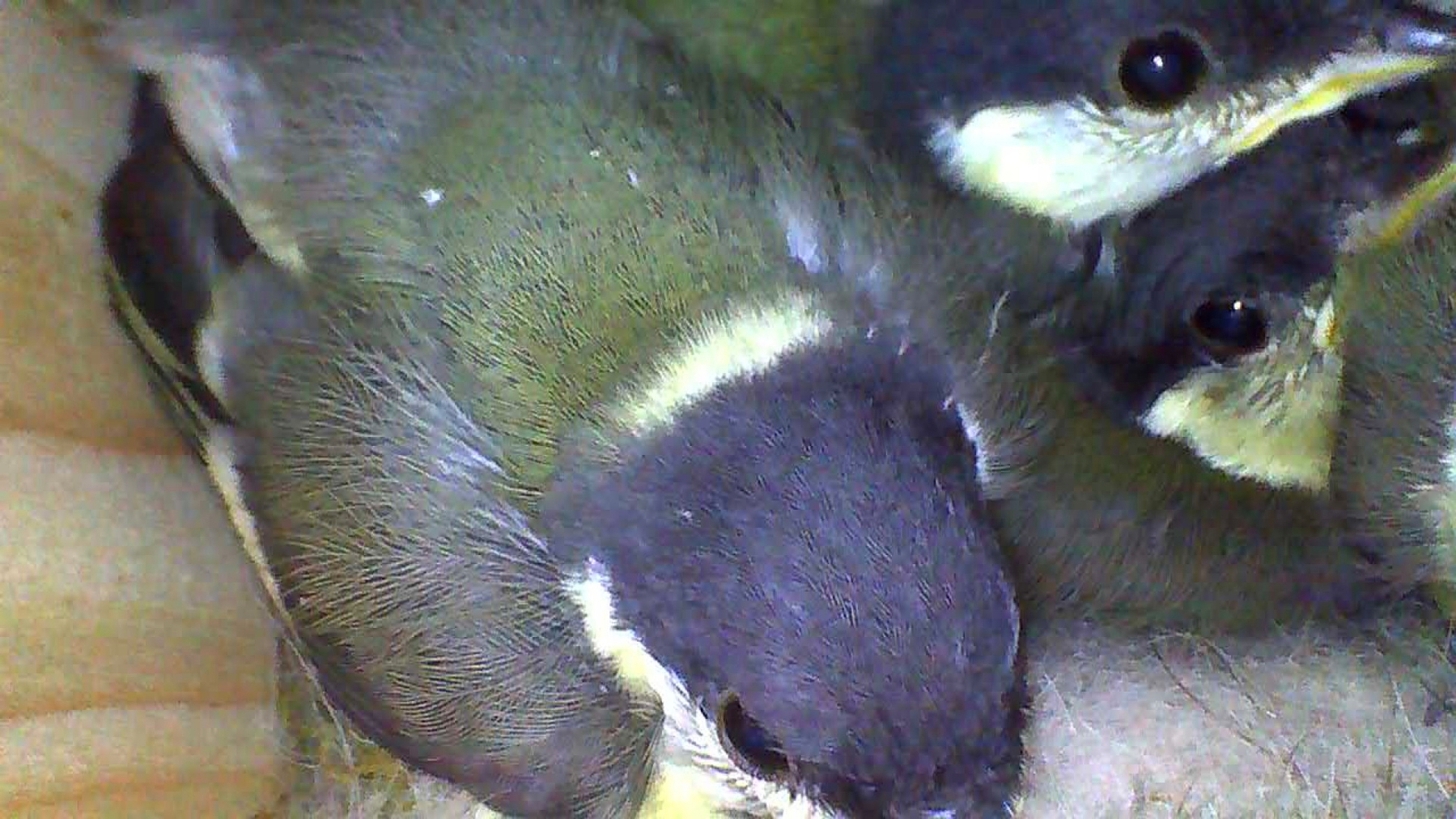 Several birds with grayish and greenish feathers are closely nestled together.