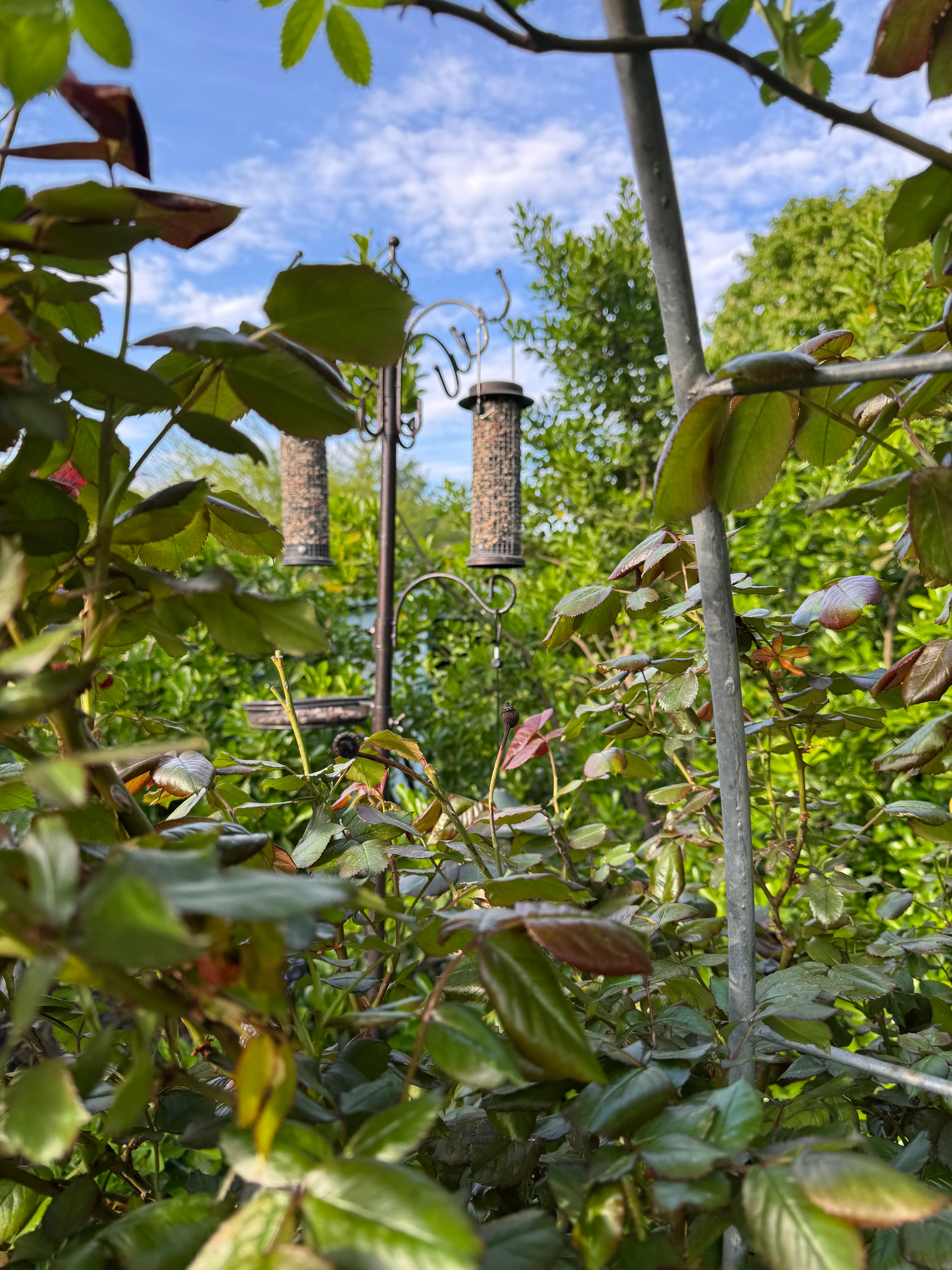 Two bird feeders filled with seeds are surrounded by lush green foliage with a blue sky in the background.