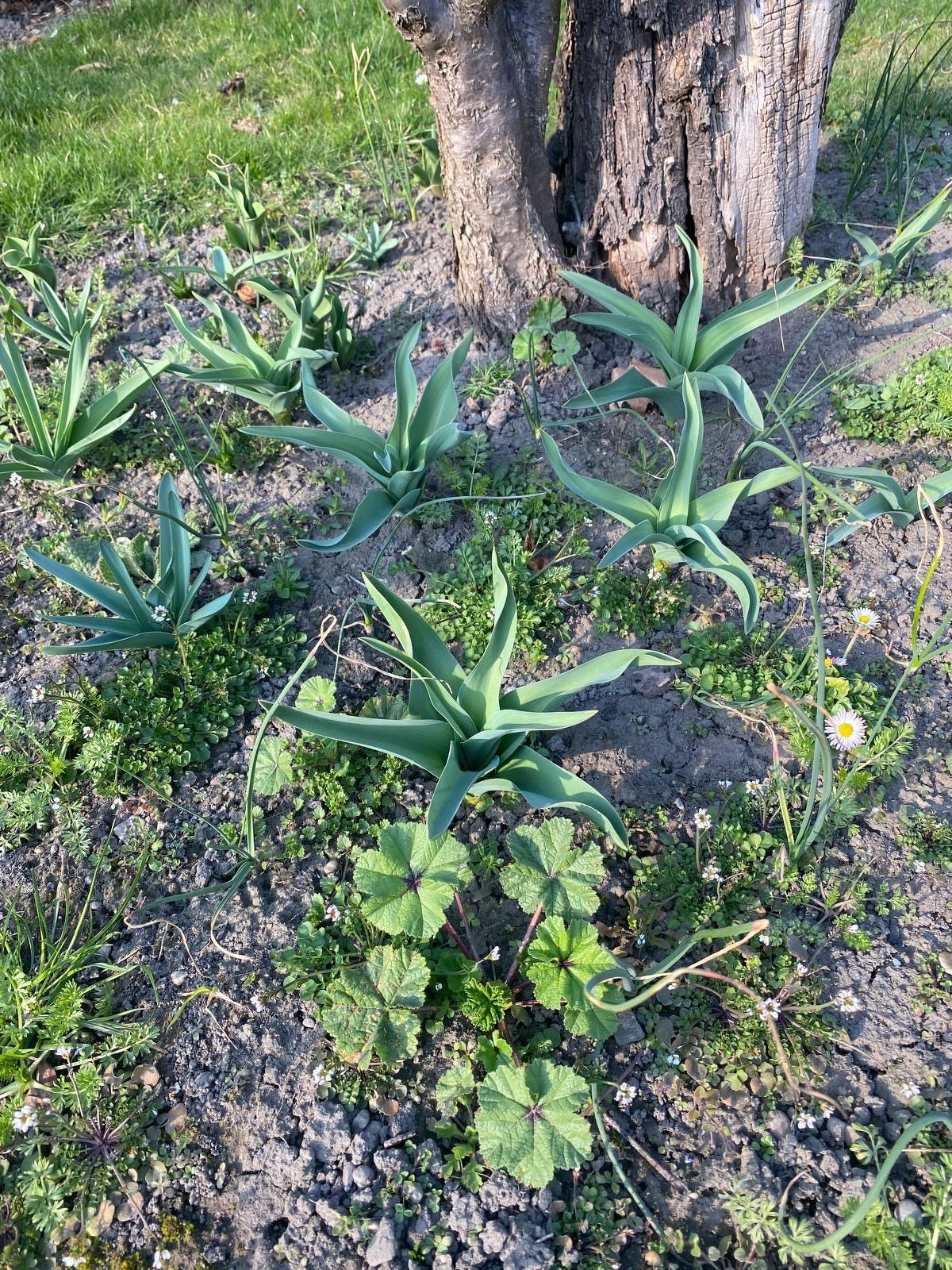 Green plants and grass grow around the base of a tree on a sunny day.