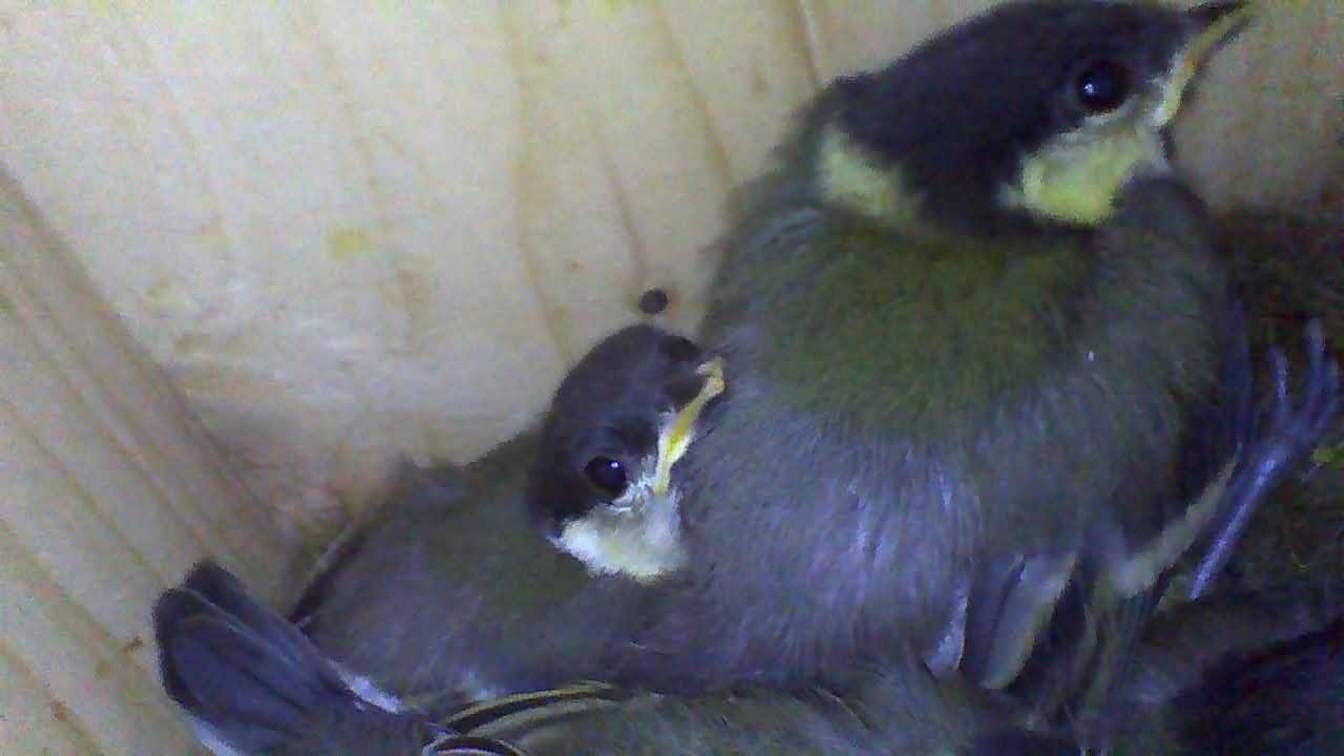 A pair of small birds, with greenish and yellowish plumage, are snuggled together inside a wooden enclosure.