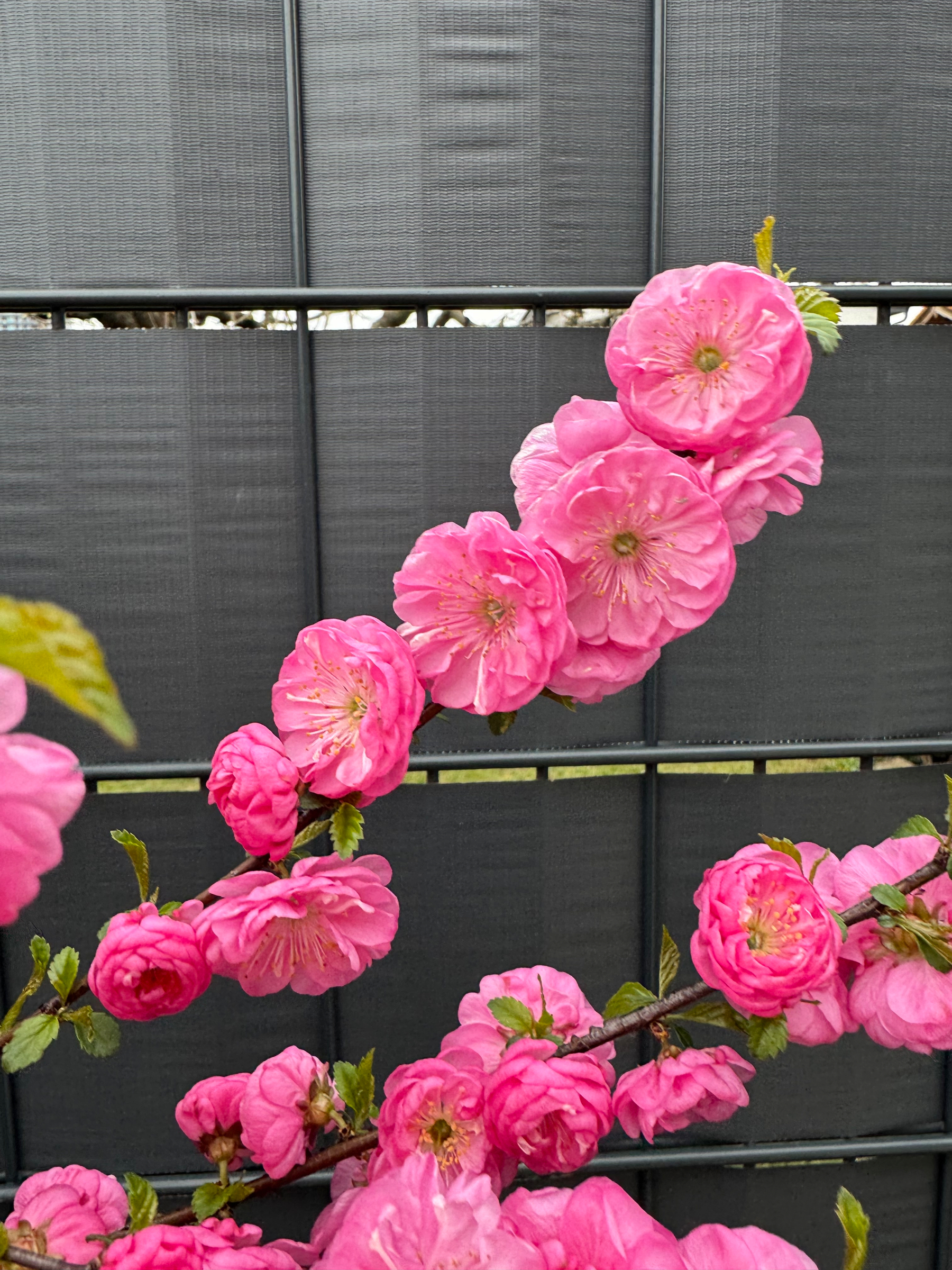 Bright pink flowers are blooming on branches against a dark background.